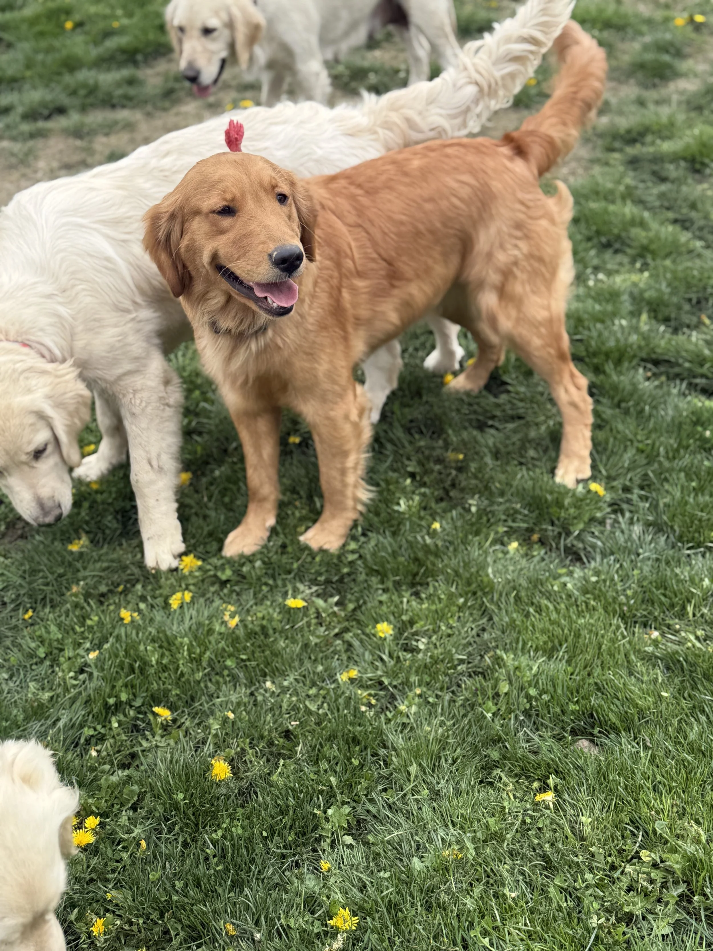 Several dogs are playing and exploring outdoors on a grassy field with small yellow flowers. One golden retriever is prominently in the foreground, smiling and looking to the side. Another dog, very light-colored, is behind the golden retriever, with
