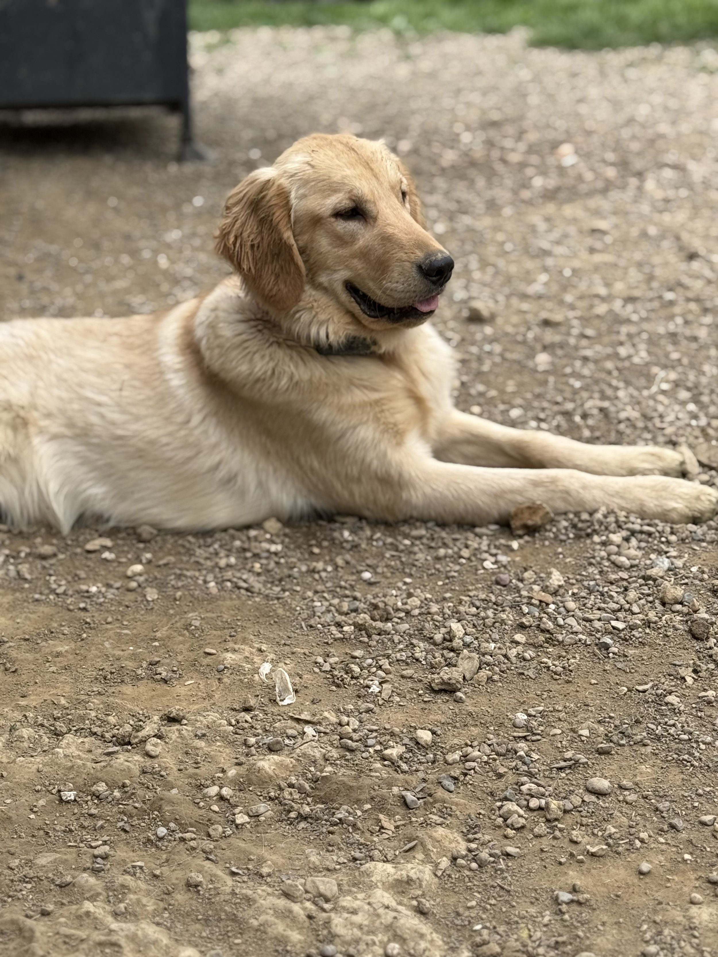 A happy golden retriever dog lying down on gravel ground with a blurred background and some greenery.