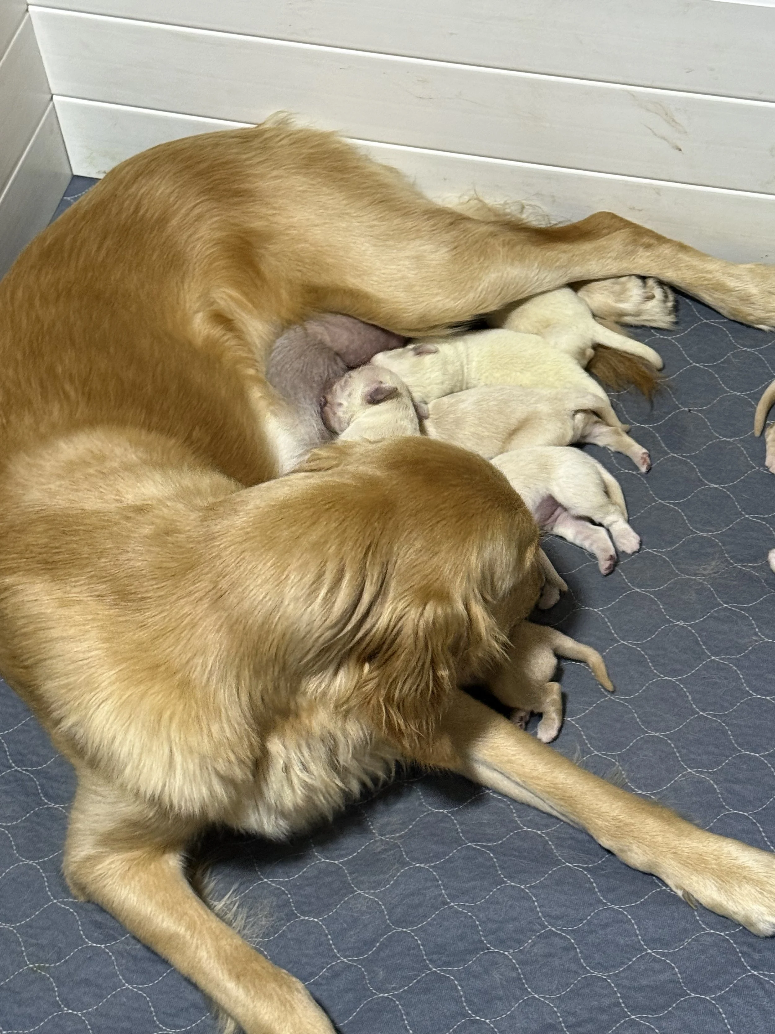 Sabines puppies