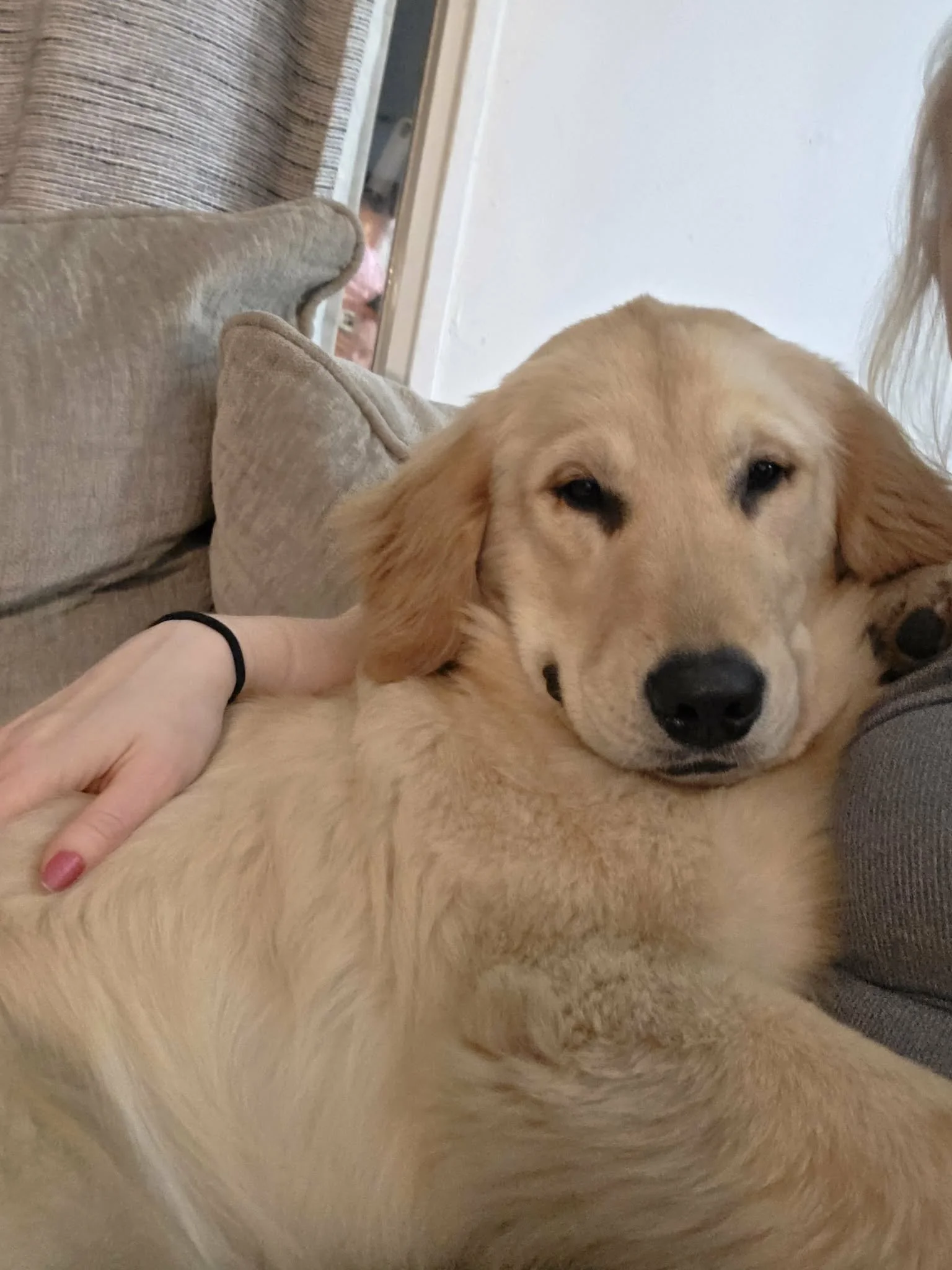 Close-up of a golden retriever dog lying on a couch, with a person's hand gently petting its side. The background includes a beige armrest and part of a wall.
