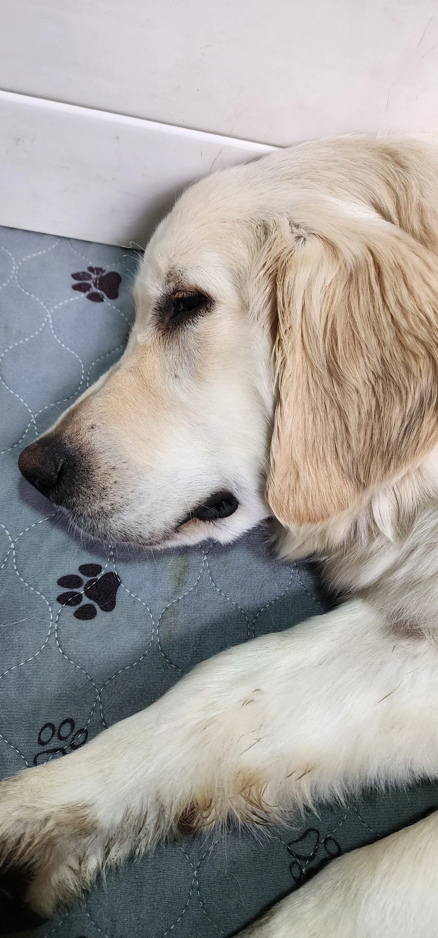 A golden retriever dog lying down on a paw print patterned fabric, resting with eyes closed.