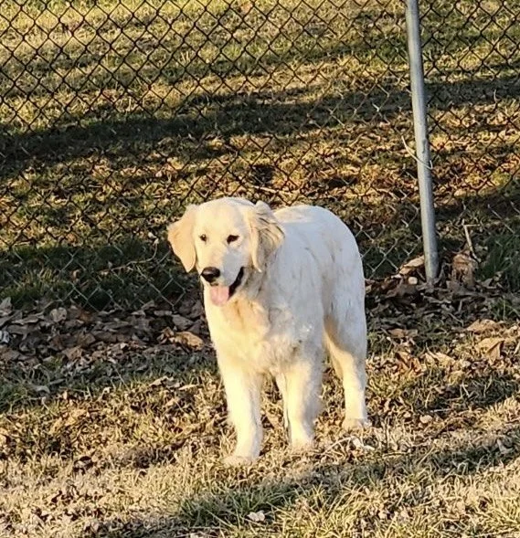 A golden retriever puppy standing on grass in front of a chain-link fence, with sunlight casting shadows.