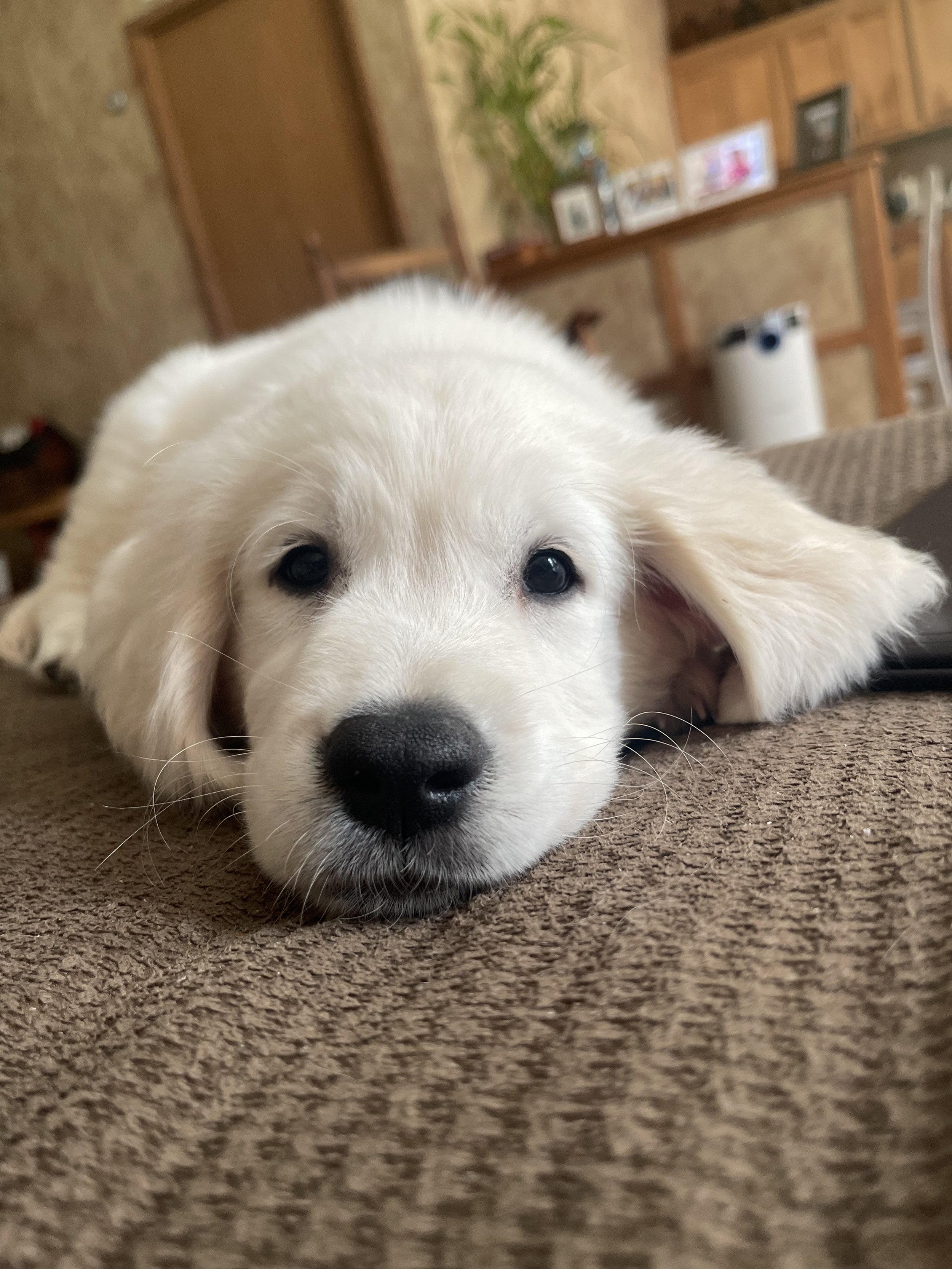 Close-up of a white puppy lying on a brown carpet, resting its head with a calm expression.