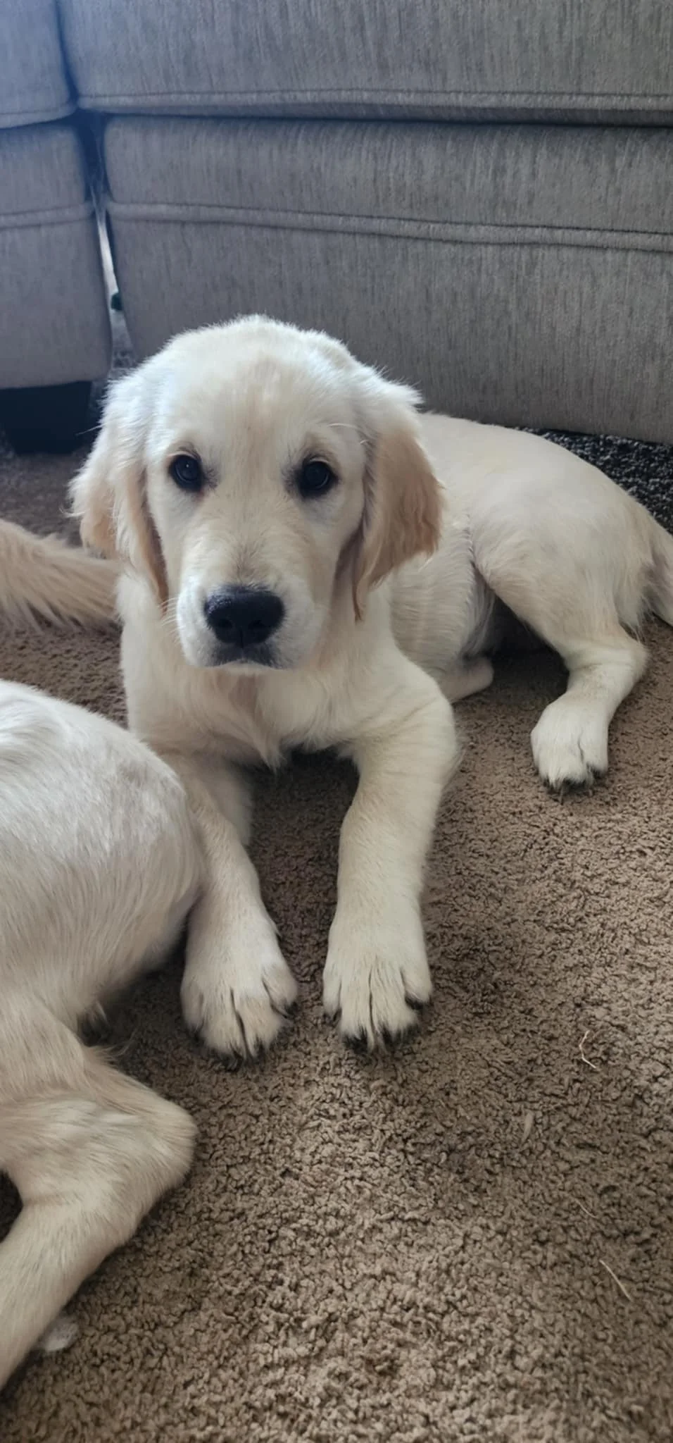 A cute yellow Labrador Retriever puppy lying down on a brown carpet, looking at the camera.