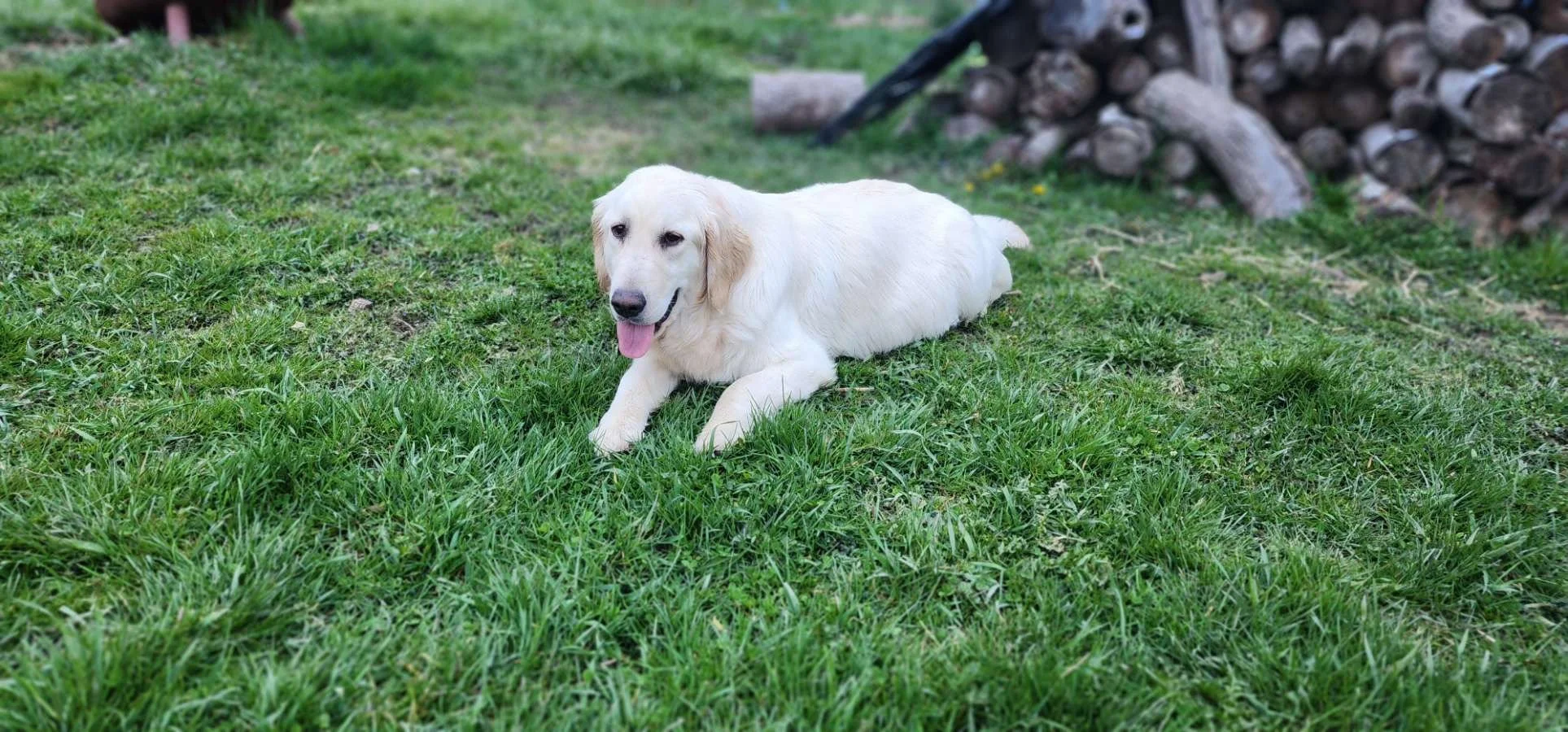 A happy Golden. Retriever dog lying on green grass in a yard.