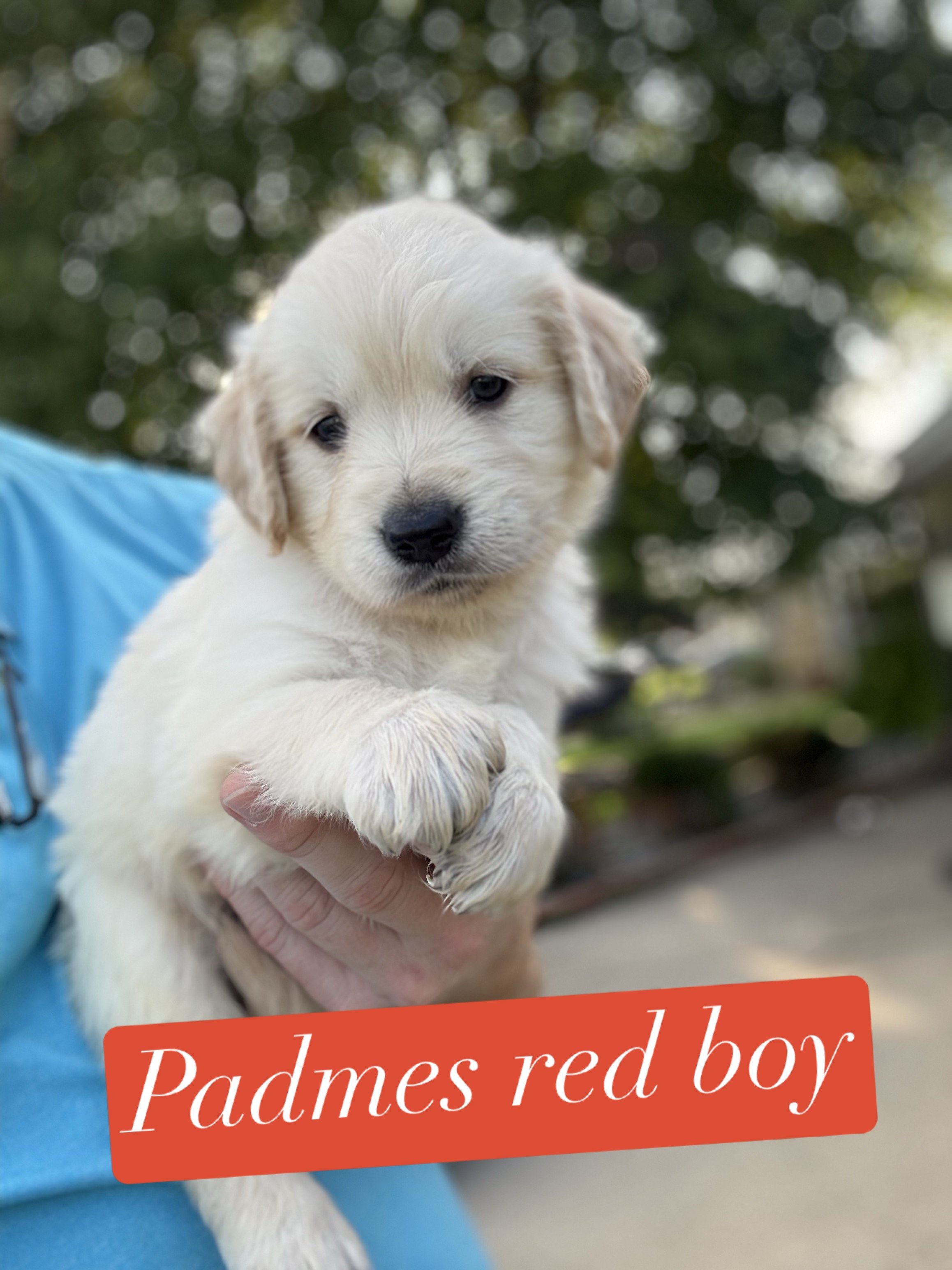 A person holding a small, cream-colored puppy with blue eyes, inside a cage, with a red sticker reading 'red boy' and a pink heart.