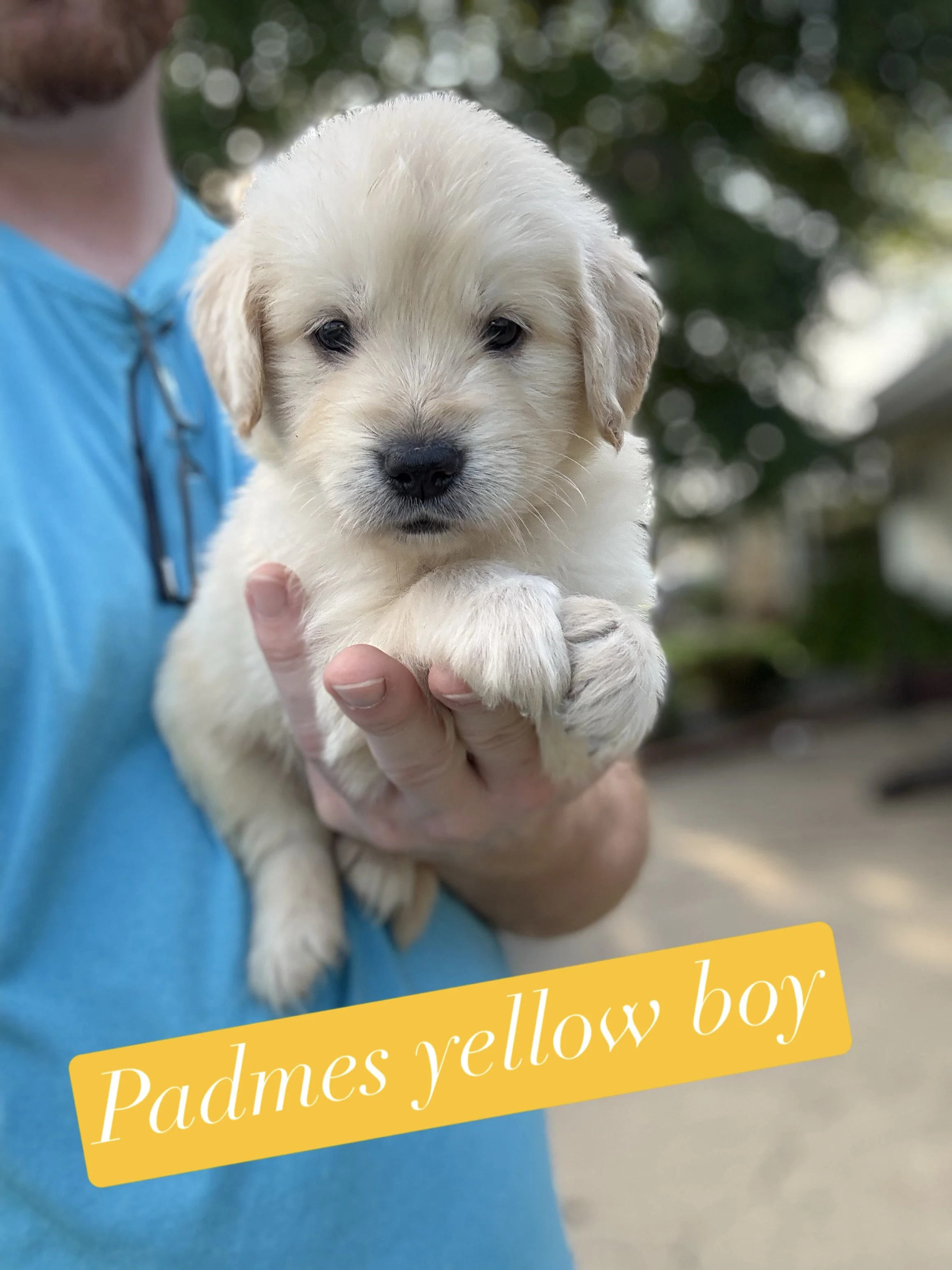 A person holding a small, light yellow puppy with closed eyes in front of a wire enclosure. The person is wearing a gray top and a silver necklace. There's a yellow sticker with the text "yellow boy" and a yellow heart emoji at the bottom right corner of the image.