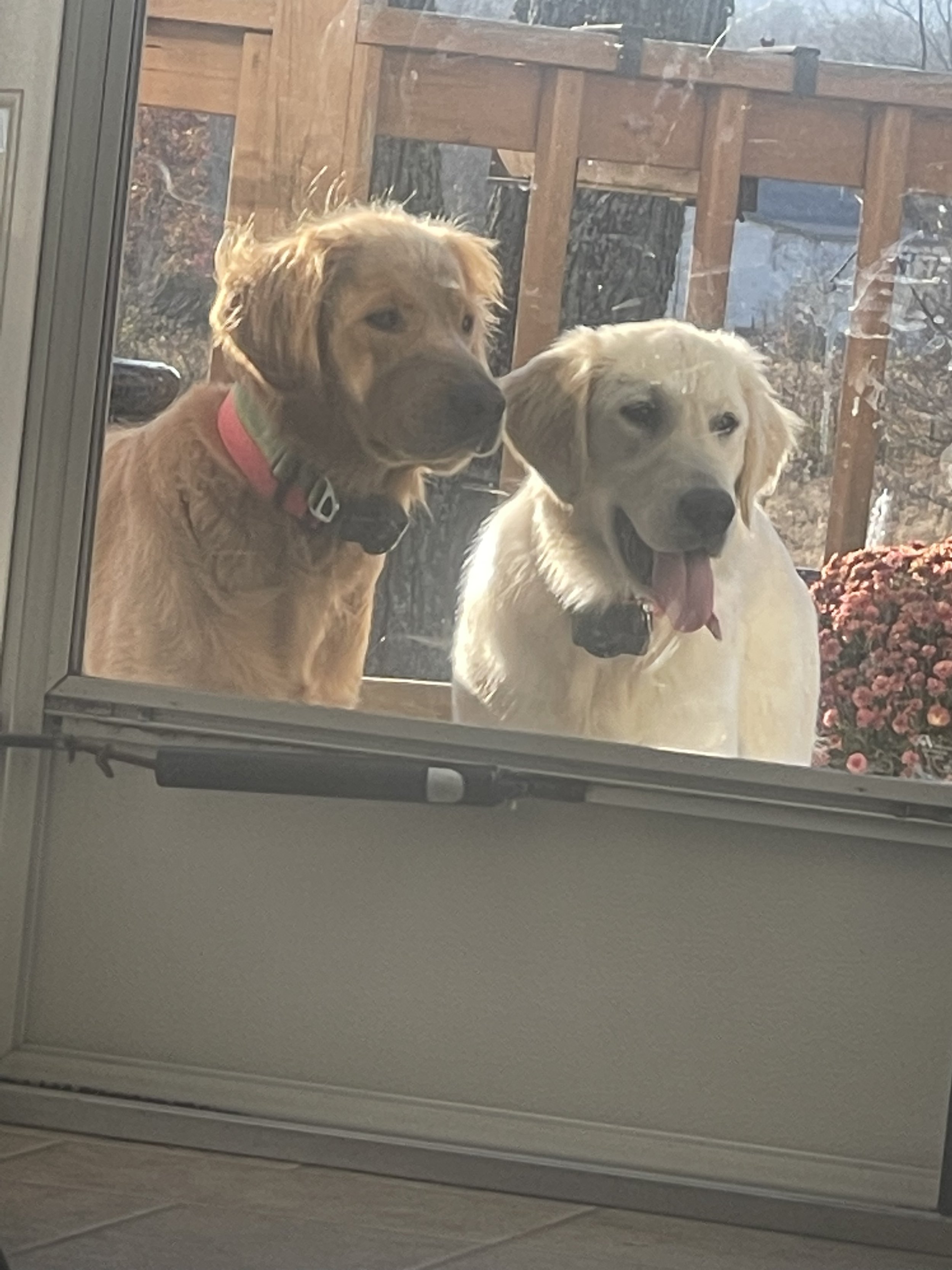 Two dogs, one golden retriever and one Labrador, looking inside through a glass door with a wooden deck and potted flowers outside.