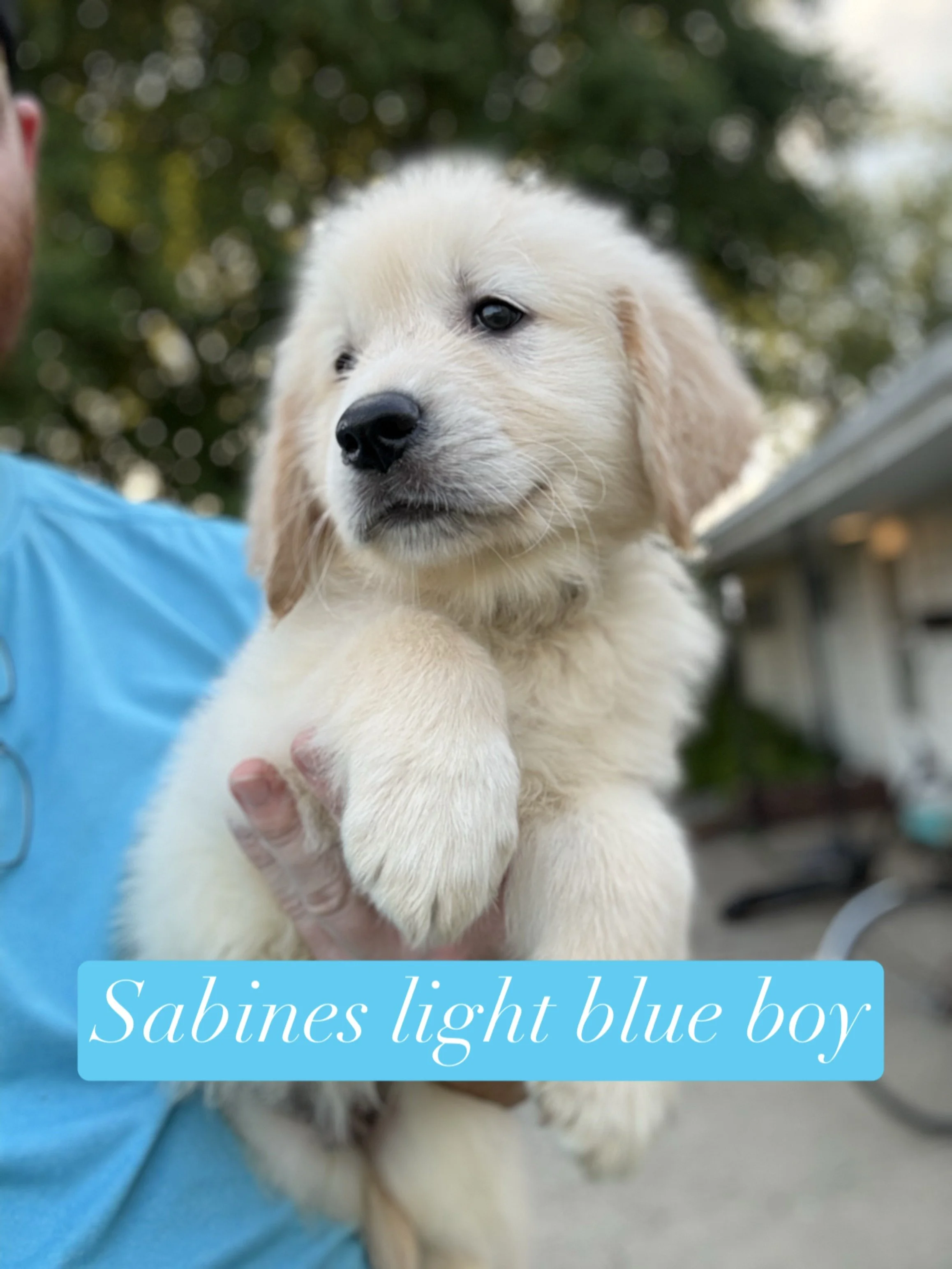 Sabines light blue boy