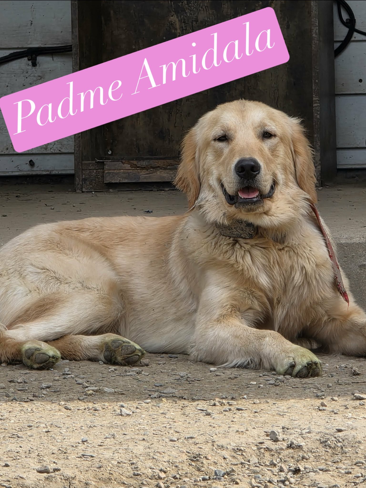 A golden retriever lying on a beige sofa with a textured cushion, looking at the camera.