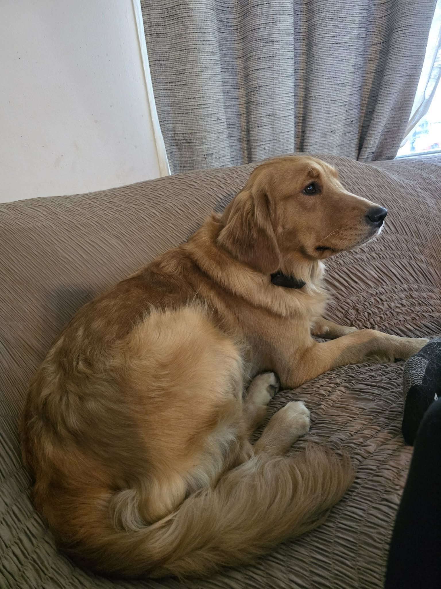 A golden retriever dog laying on a textured brown couch, looking to the right, with a gray and white striped curtain in the background.