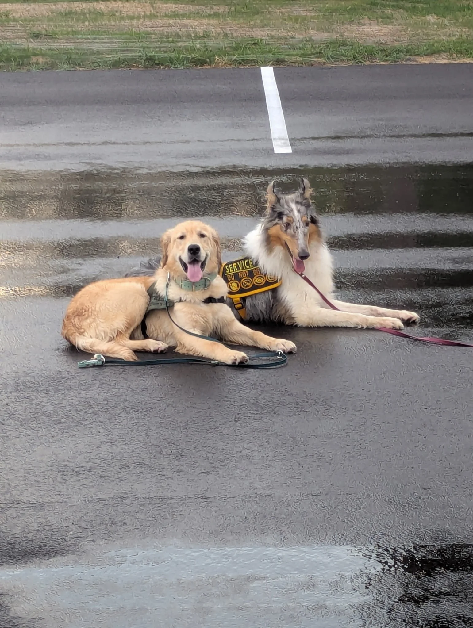 golden retriever service dog in training