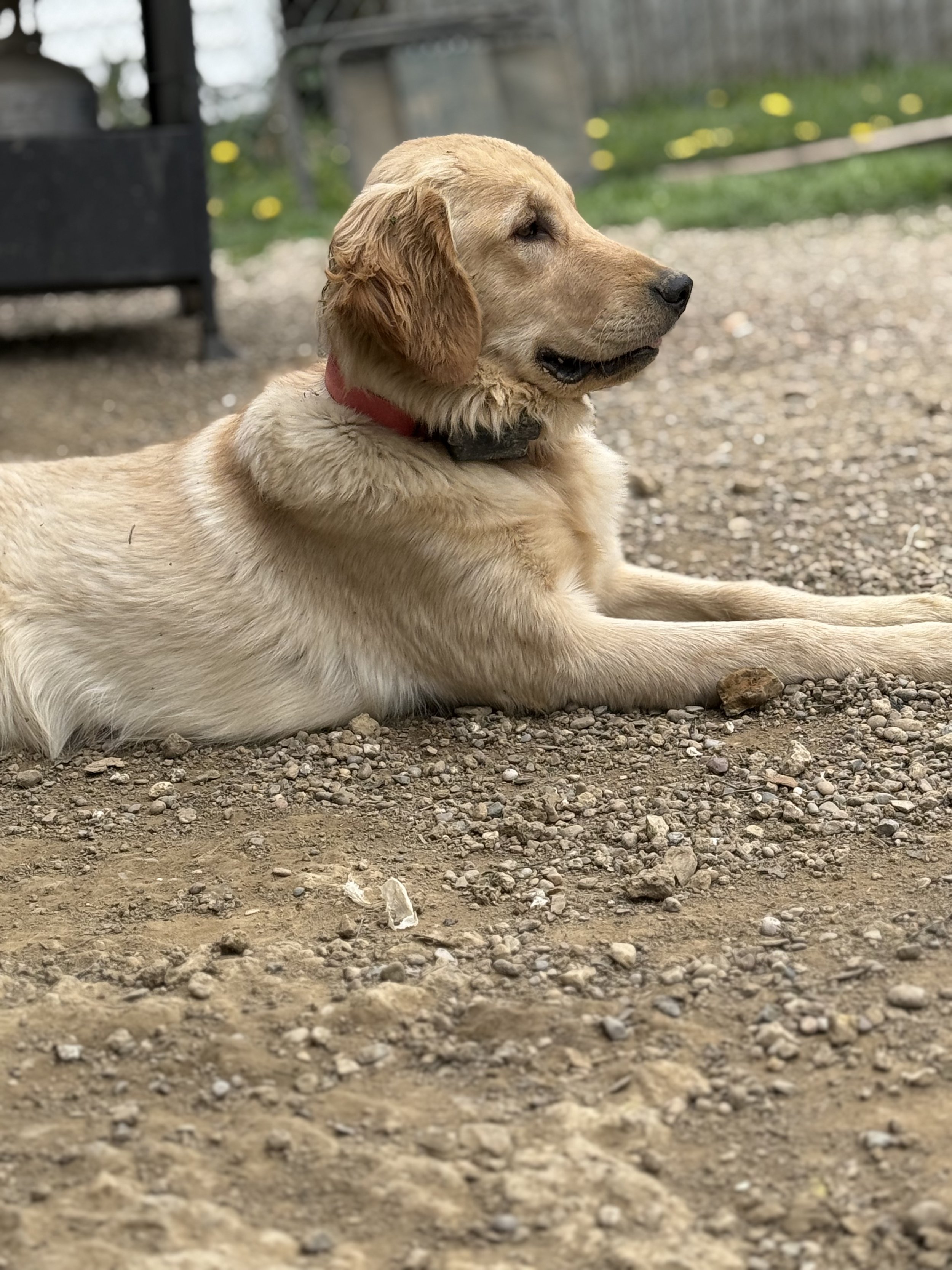 A young golden retriever laying on a gravel and dirt surface outdoors.