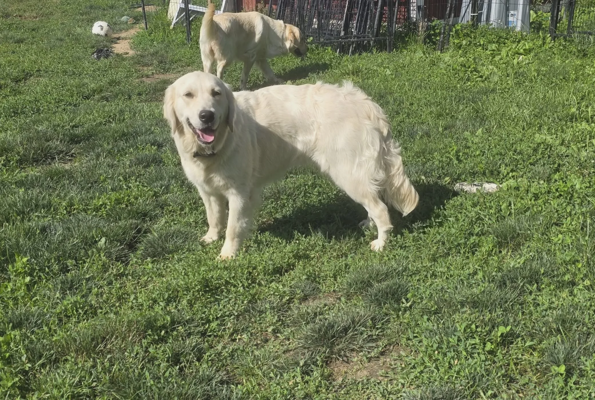 Two golden retrievers in a backyard with green grass, one looking at the camera and smiling, the other walking away in the background. There are also a football and other small objects on the ground.