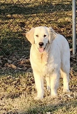 Golden retriever dog standing outdoors near a chain-link fence with grass and leaves on the ground.