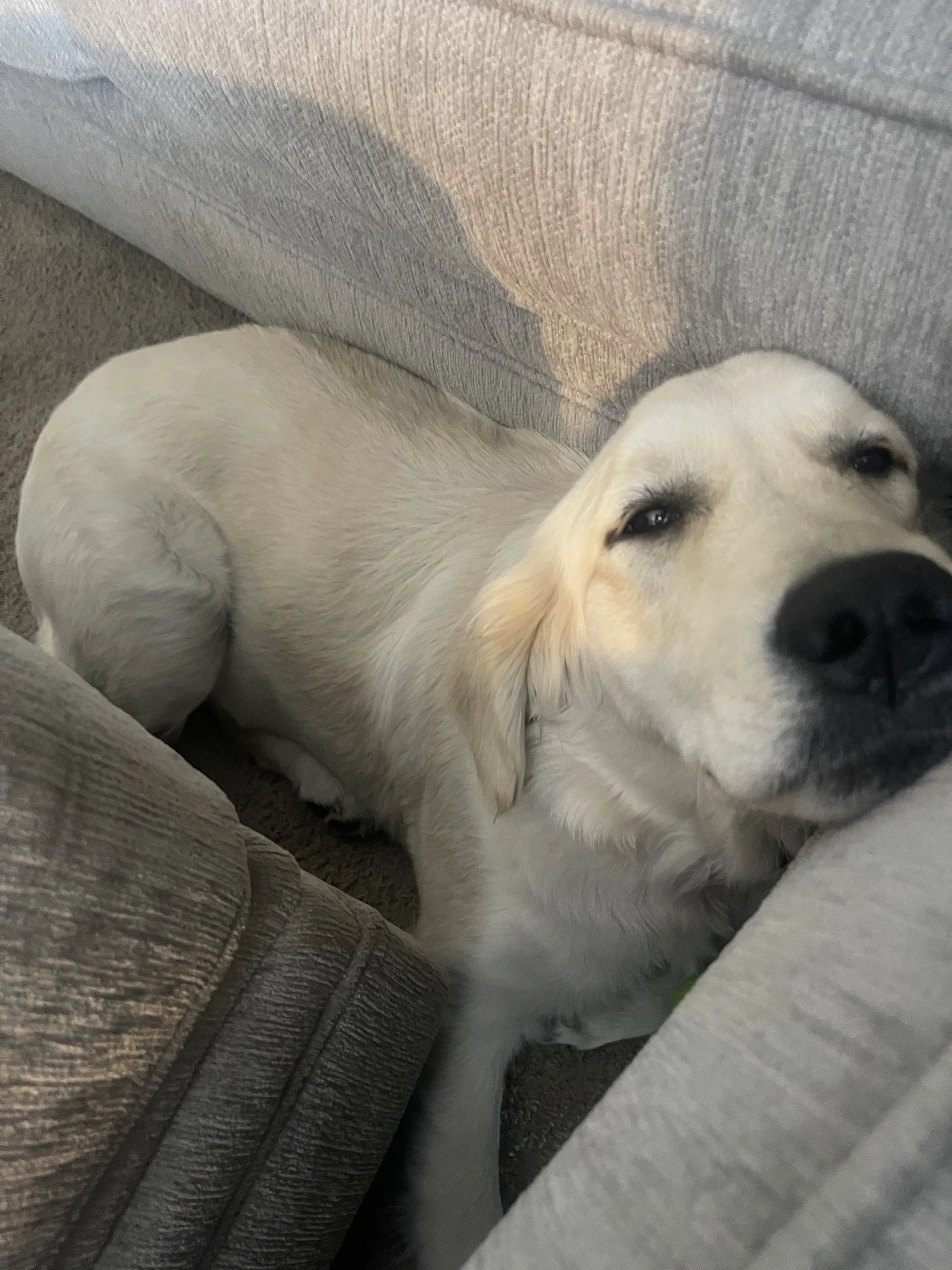 A golden retriever puppy lying between two couches with its head resting on a cushion, looking up with a relaxed expression.