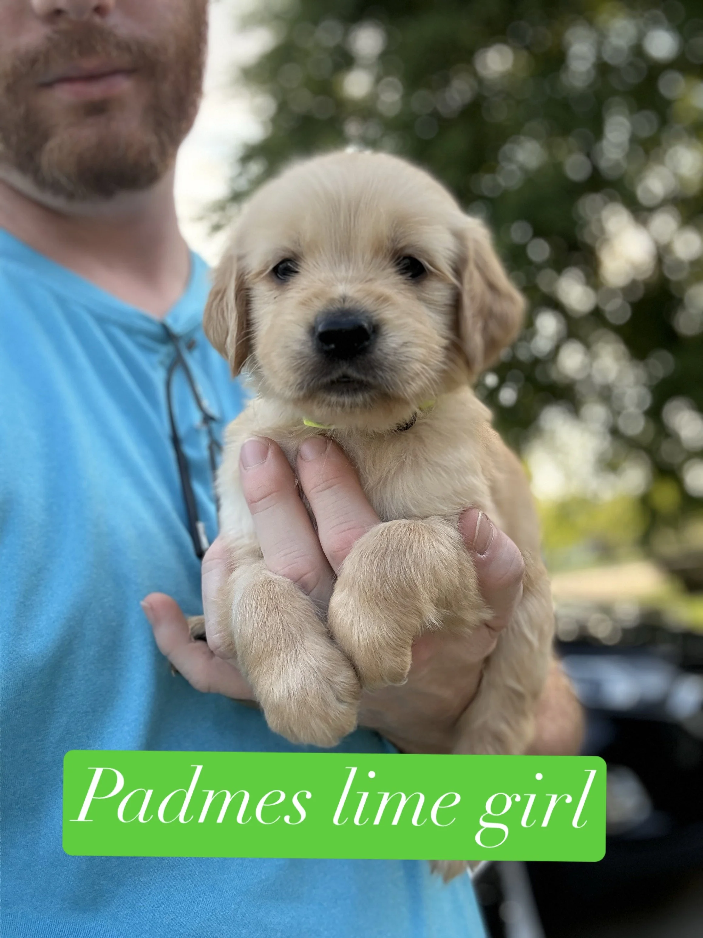 A person holding a small, light-colored puppy in their hands. The puppy has a wet coat and a cute, sleepy expression. The background includes a wire enclosure. There is a green sticker with the text 'lime girl' and a lime slice emoji.