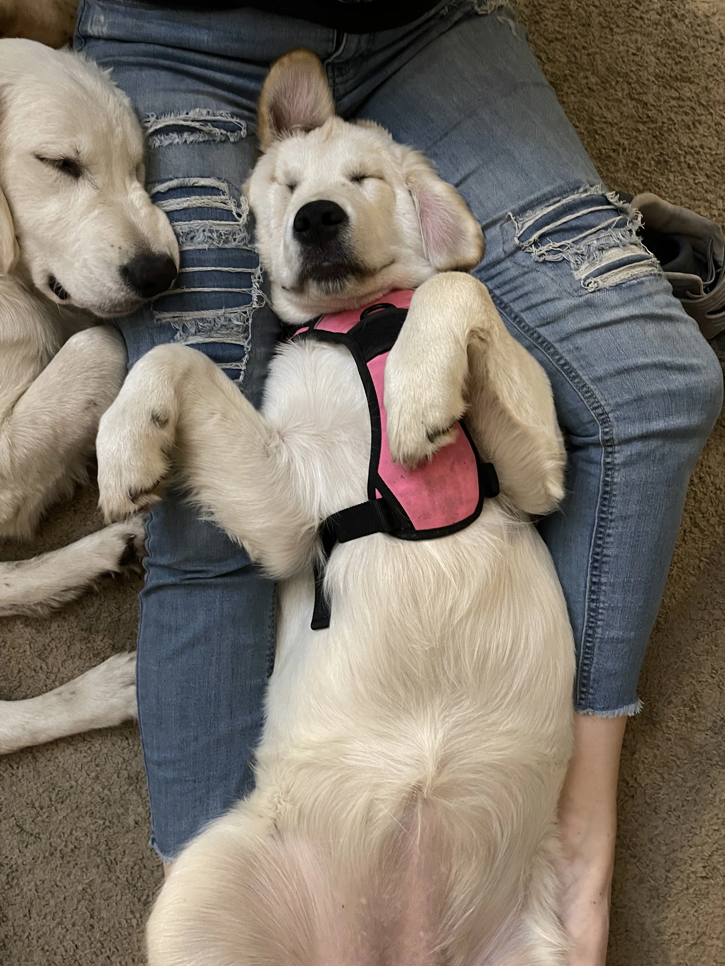 Two light-colored puppies sleeping on a person's lap, with one puppy lying on its back with paws curled, wearing a pink harness, and another puppy resting its head on the person's knee.