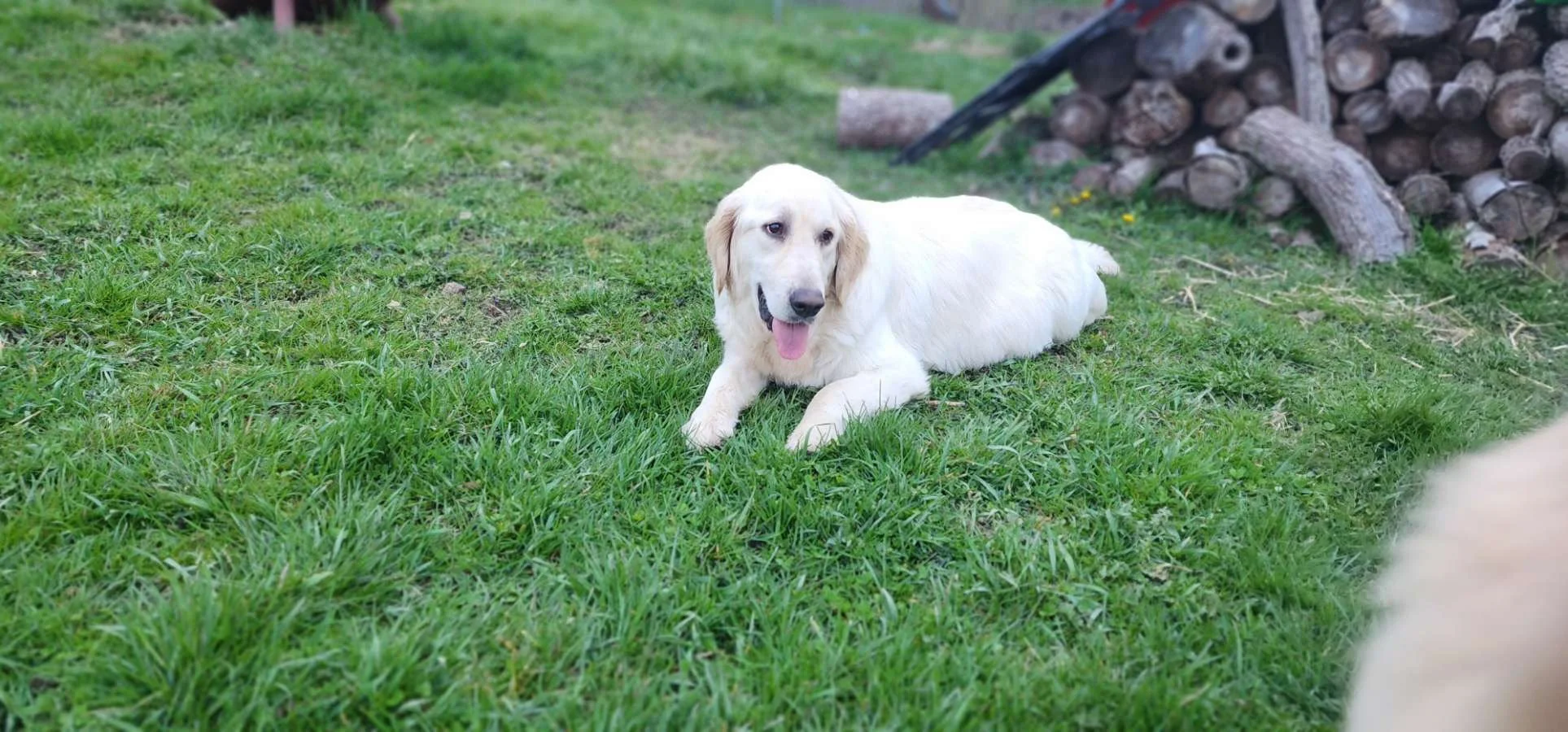 A white dog with floppy ears lying on green grass, tongue out, with stacked logs in the background.