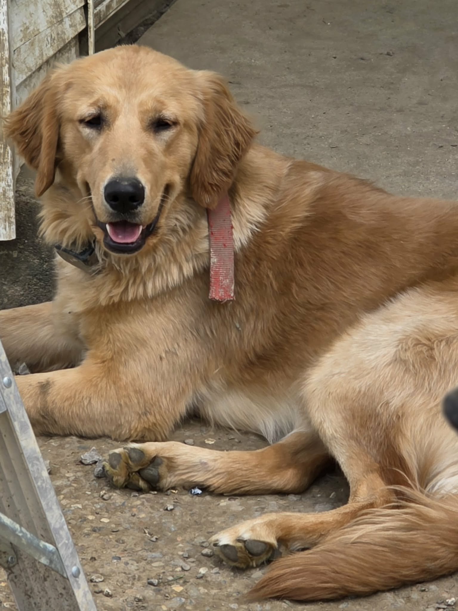 A golden retriever lying on a dirt ground outdoors, resting on its side with eyes partially closed and mouth slightly open, with a wooden fence in the background.