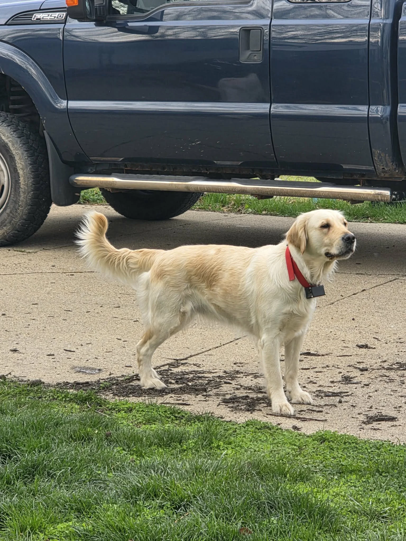 A yellow Labrador Retriever dog with a red collar walking on a sidewalk next to green grass, with a black pickup truck parked nearby.