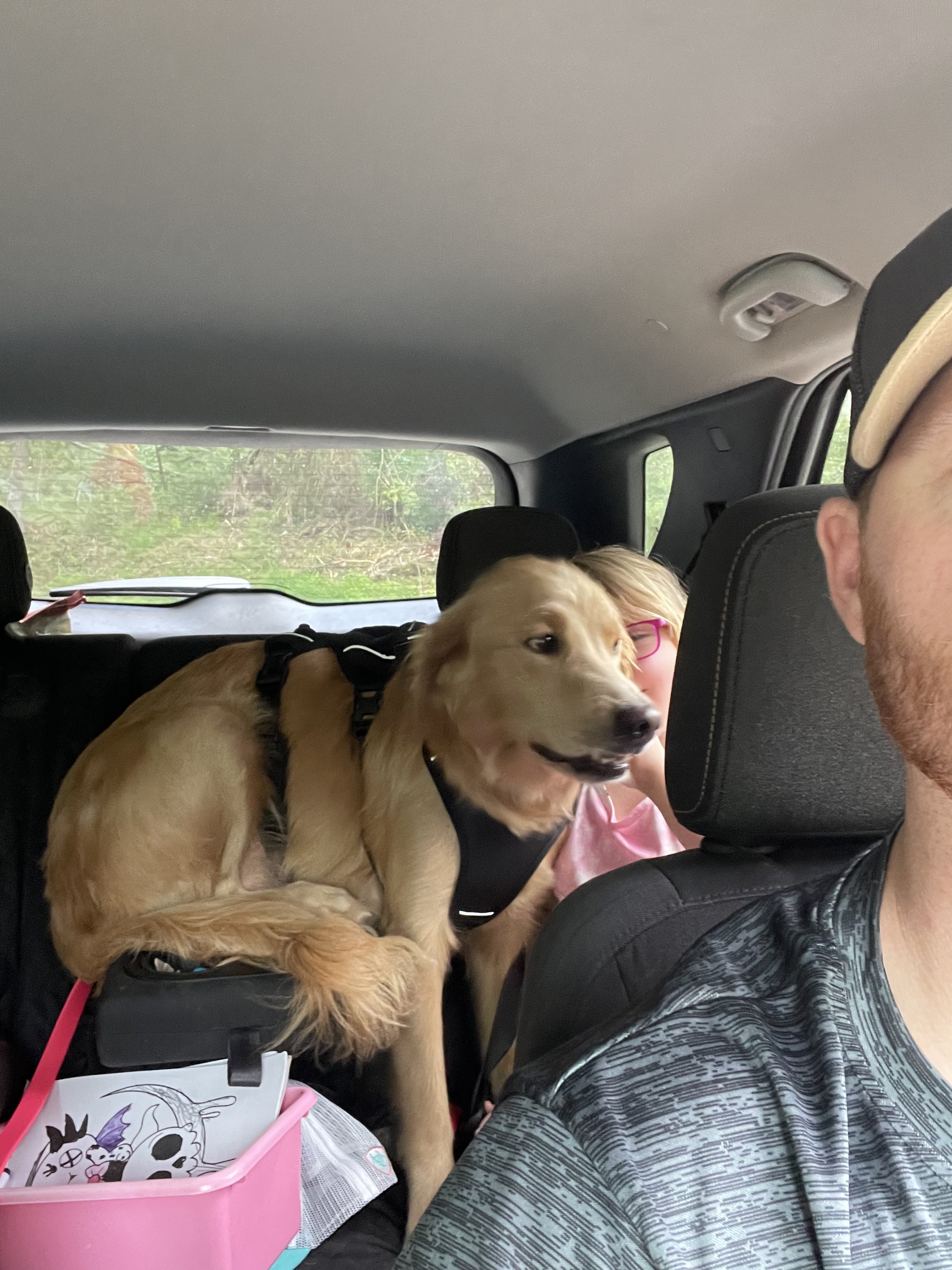Inside a vehicle, a golden retriever wearing a harness is sitting on the back seat, looking out from behind the front passenger seat. A child with glasses is partially visible behind the dog. The driver is wearing a cap and a patterned shirt. The bac