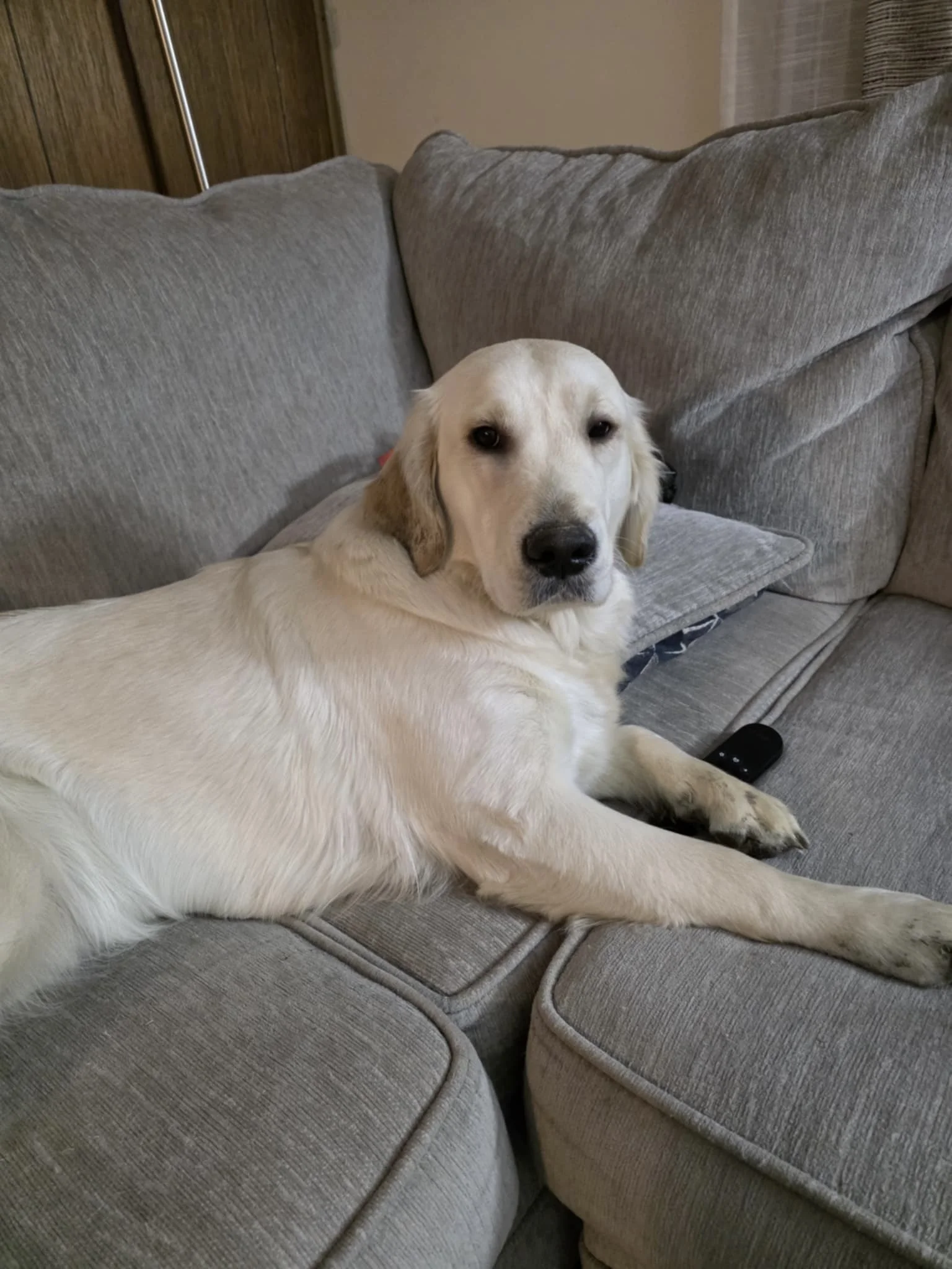 A happy yellow Labrador Retriever lying on a gray sofa with its tongue slightly out.