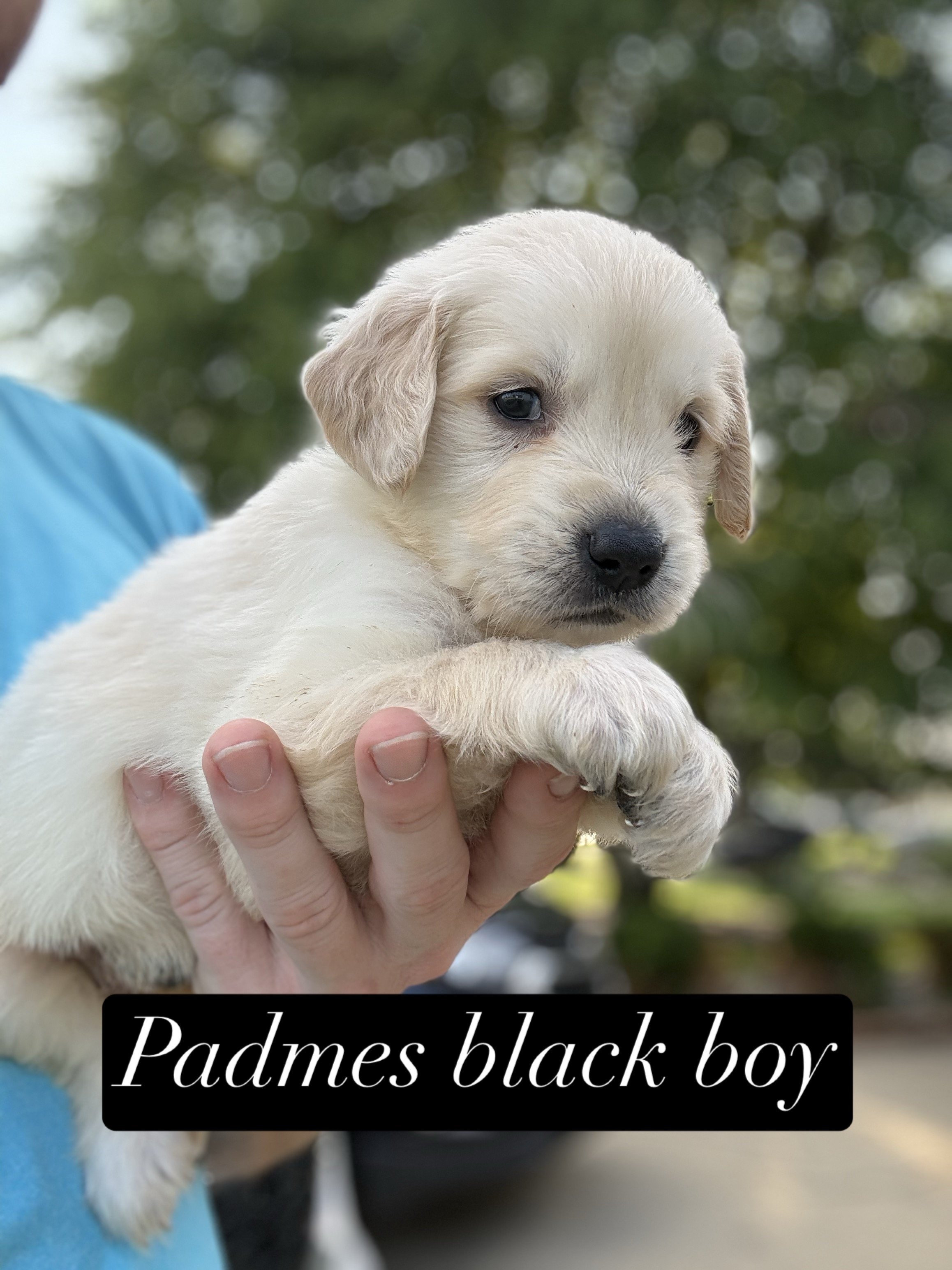 A person is holding a small, light-colored puppy with floppy ears and closed eyes, sitting on their lap. The person is wearing a gray tank top and a silver necklace. There is a black sign with partially visible white text that reads 'black boy' near the puppy.