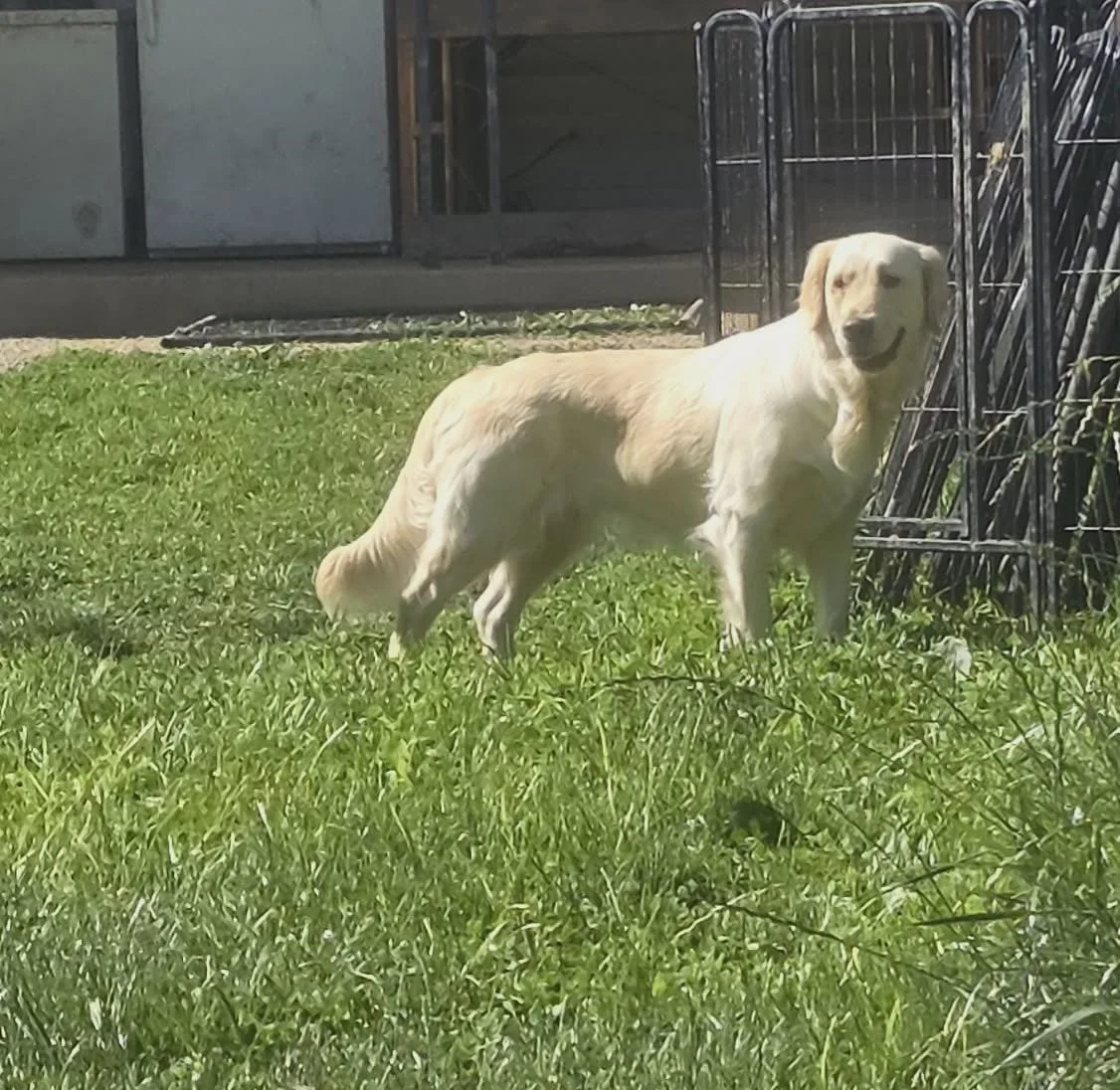 A cream golden retriever standing on green grass next to black metal fences, smiling with its tongue out.