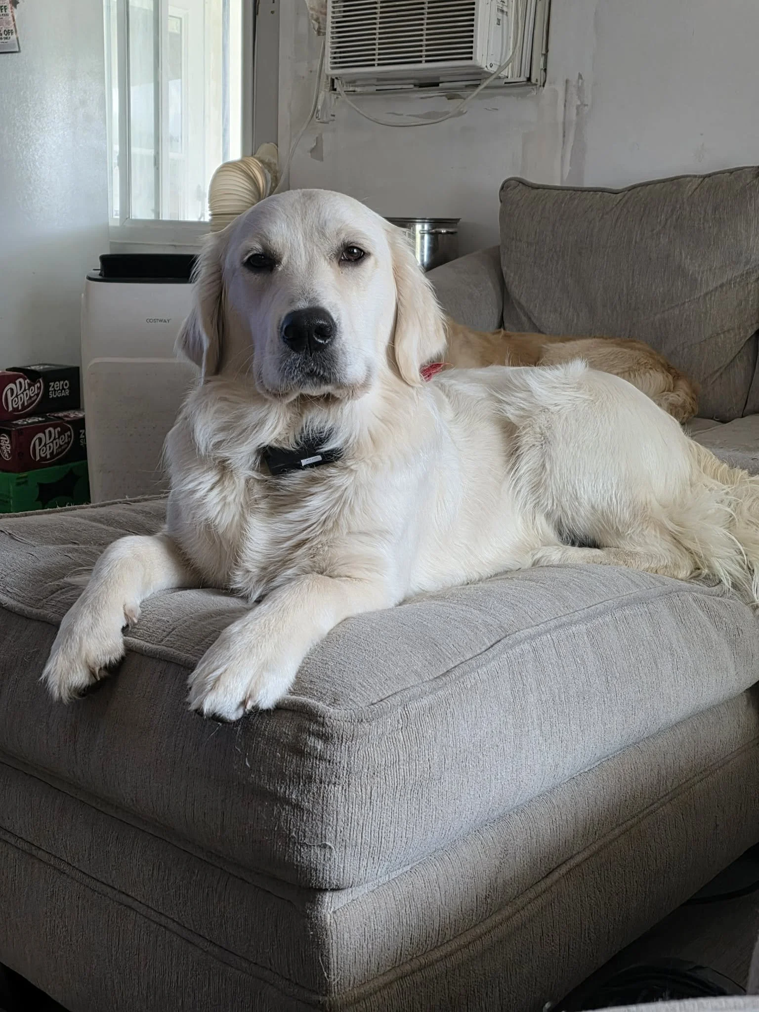 A cute golden retriever puppy lying on a couch, smiling with an open mouth, in front of a decorative pillow.