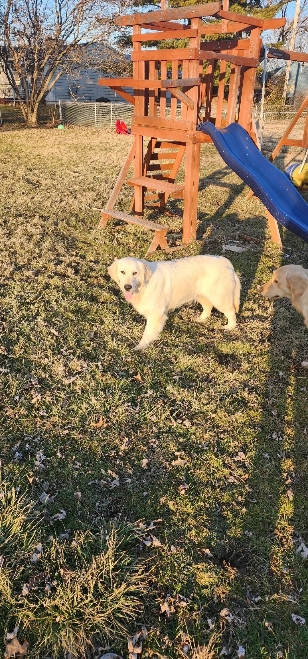 A backyard with a wooden play structure and slide. Two golden retriever puppies are in the grass, one looking at the camera with its tongue out, the other partially visible on the right. The yard is fenced and there's a house and trees in the backgro