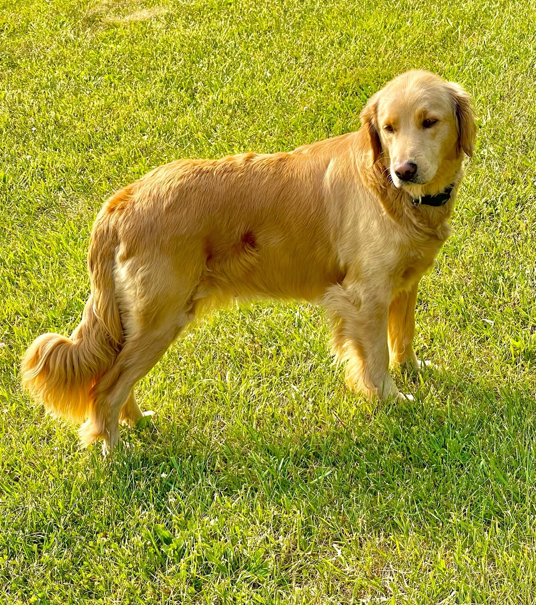 Golden retriever dog standing in green grass field.