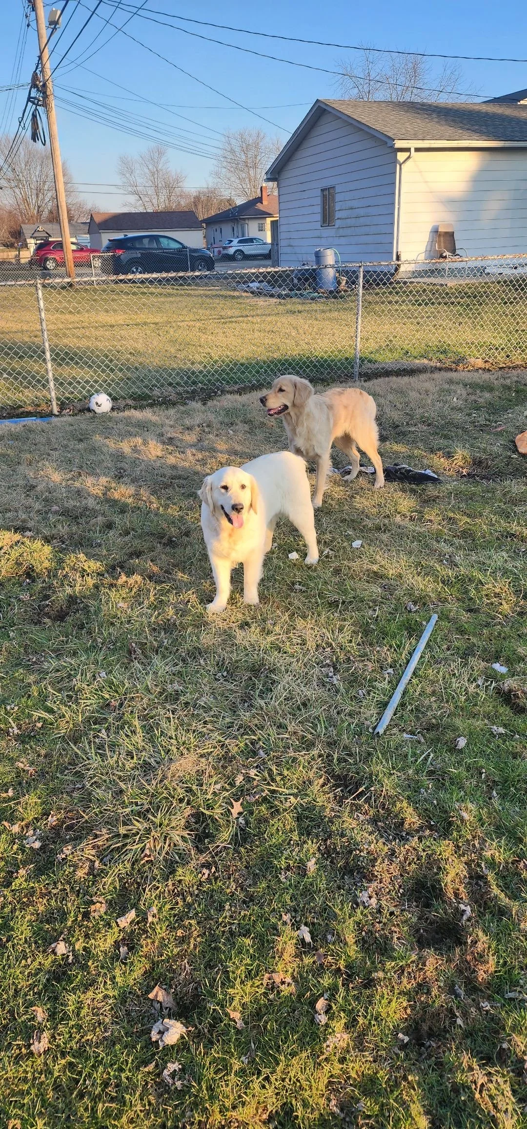 Two dogs playing in a backyard enclosed by a chain-link fence, with a soccer ball and yard debris on the ground. Houses and parked cars are visible in the background under a clear blue sky.