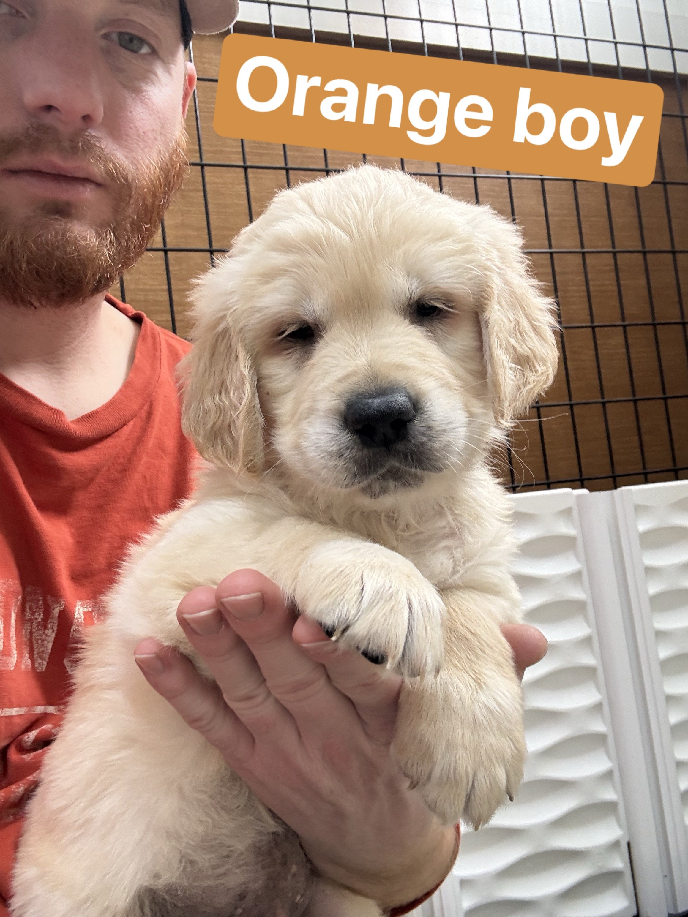 A man with a beard holding a yellow Labrador Retriever puppy, with an orange sticker that reads 'Orange boy' in the background.