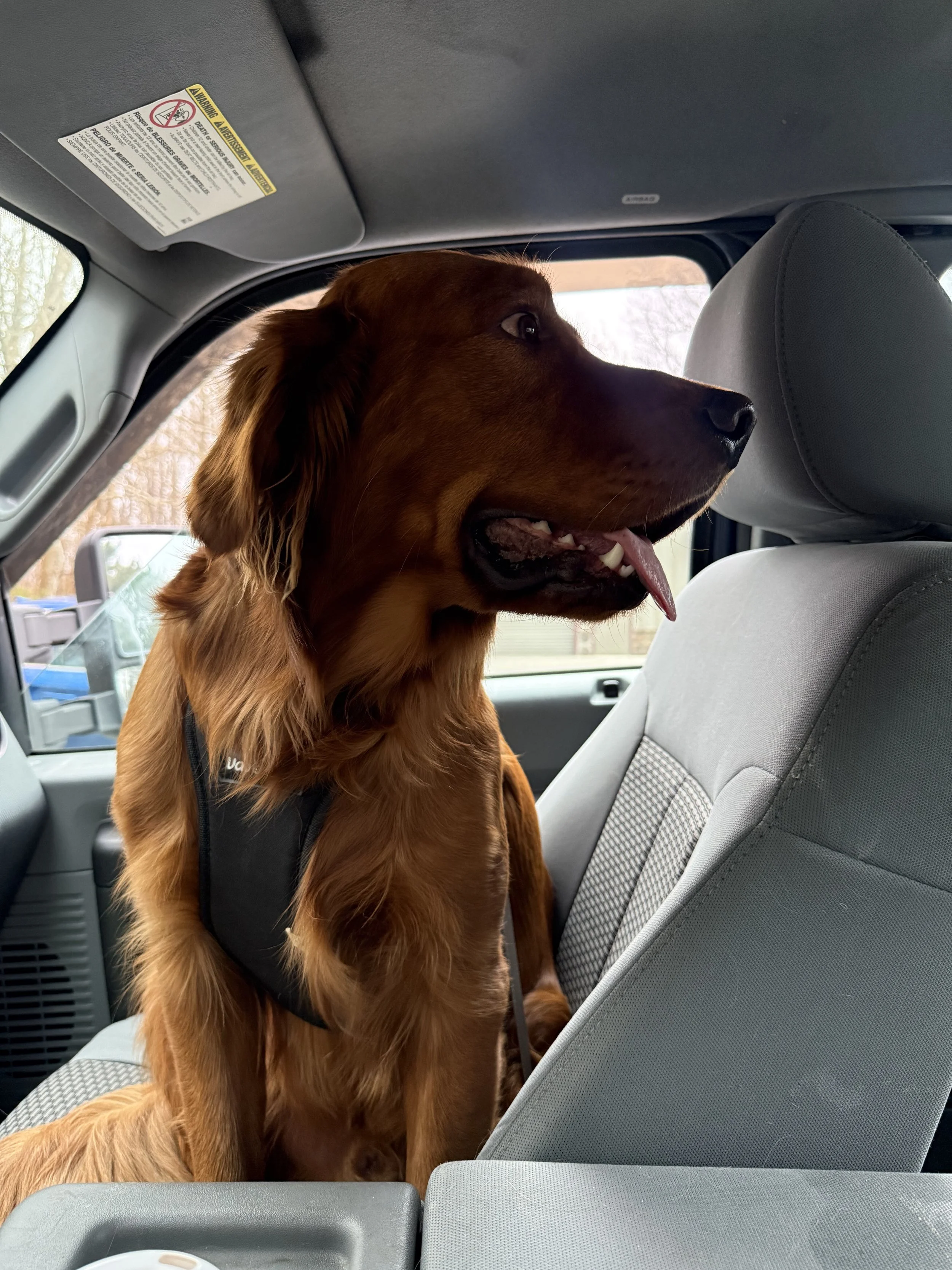 A golden retriever dog sitting in the passenger seat of a vehicle, wearing a harness and looking out the window.