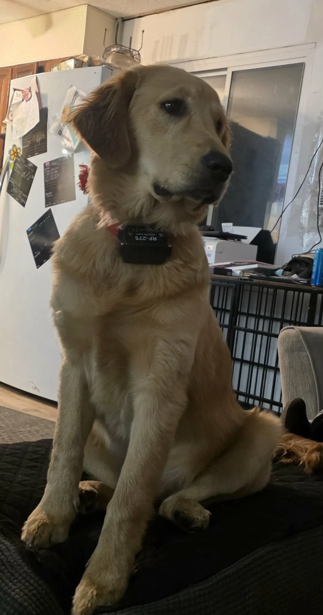 A golden retriever puppy sitting on a black surface in a cozy indoor setting, with a refrigerator covered in photos and papers, and a window in the background.