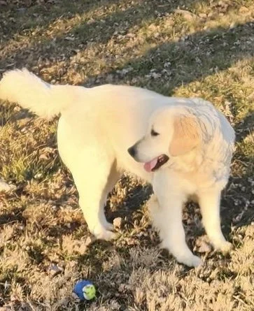 A fluffy white dog with light brown ears playing outdoors on grass near a small blue and green ball.