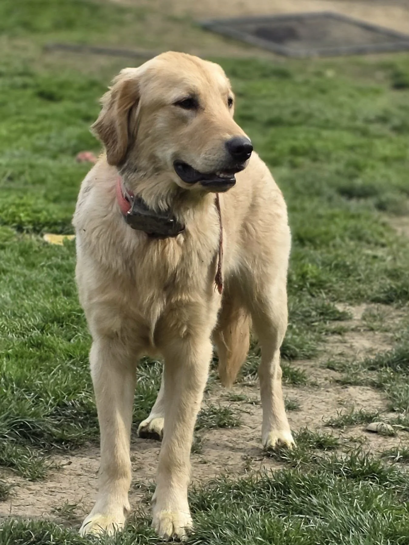 A young golden retriever dog standing on grass and dirt outdoors, with a slight turn of its head to the right.
