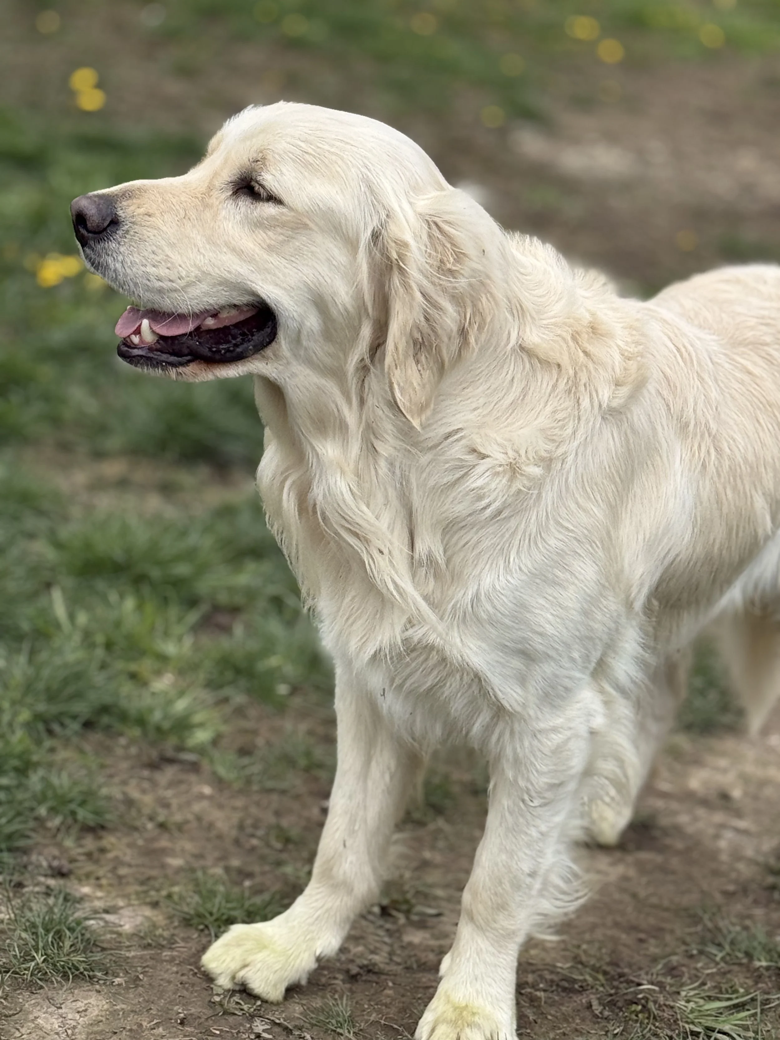 A smiling golden retriever puppy walking on grass and dirt outdoors.