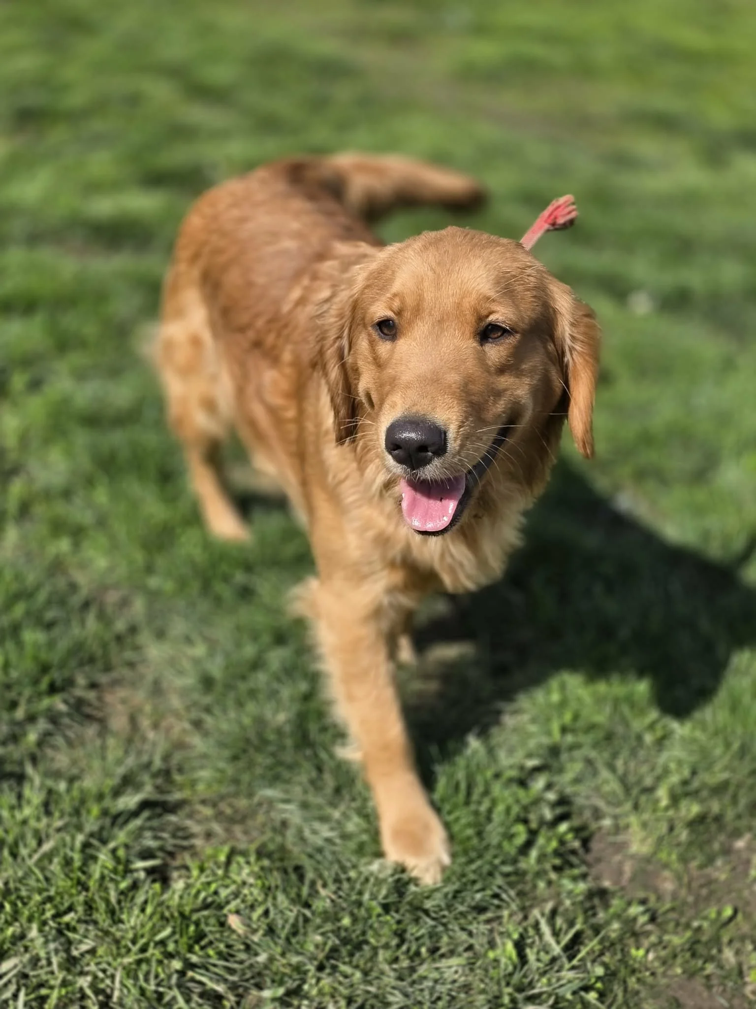 A happy golden retriever walking on grass with a pink leash, tail wagging, mouth open, and ears relaxed.
