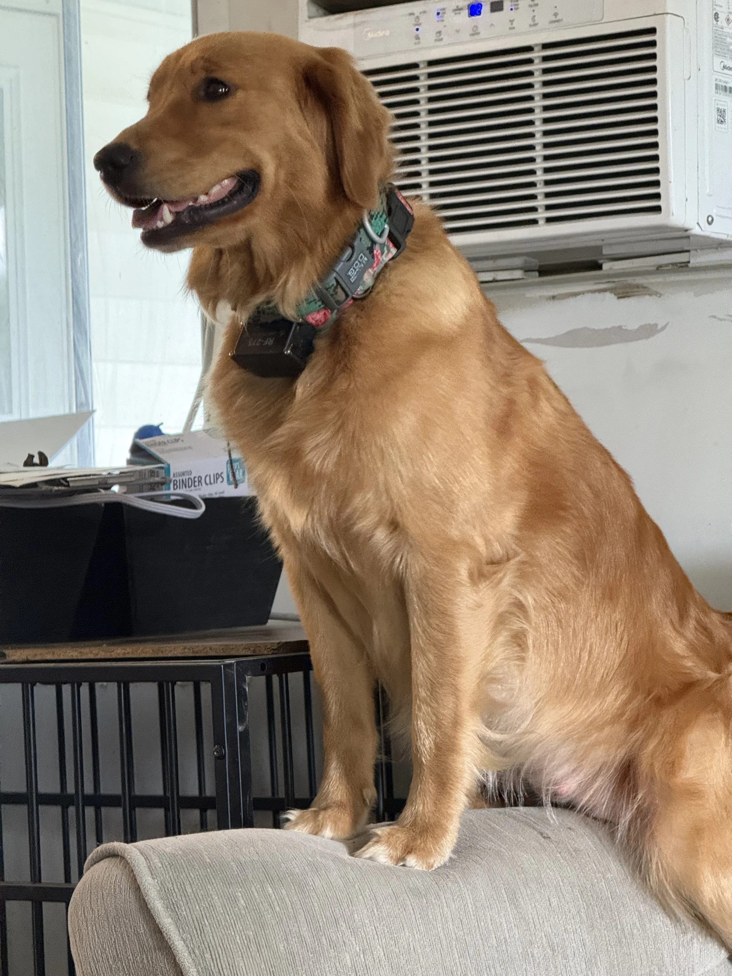 A golden retriever dog sitting on a beige cushioned chair, wearing a colorful collar, with an air conditioning unit and office supplies in the background.