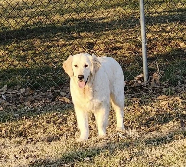 A white dog standing on grass in front of a chain-link fence