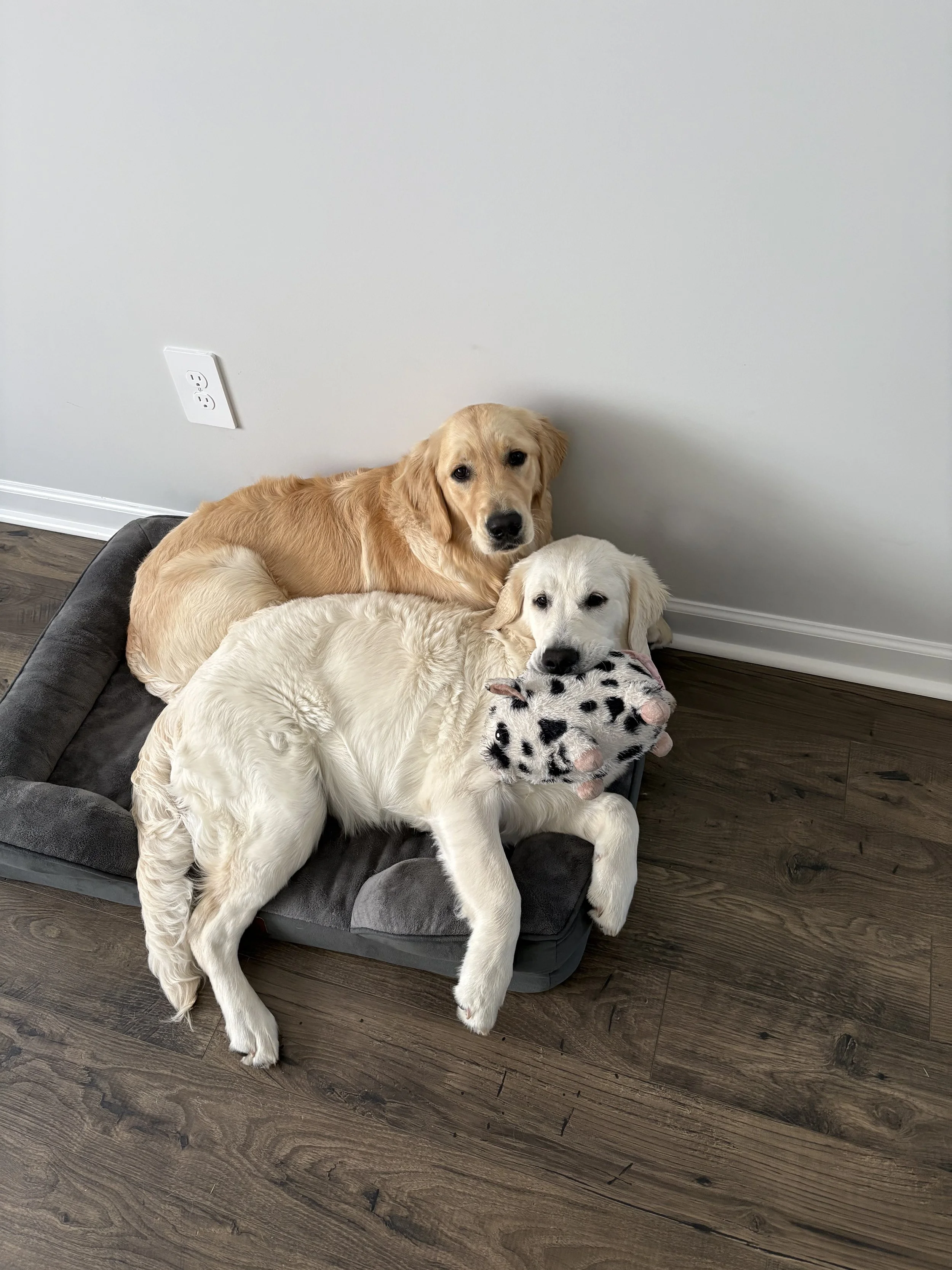 Two Golden Retrievers laying in a dog bed against a white wall with a power outlet, one cream-colored, the other golden, resting on a wooden floor.