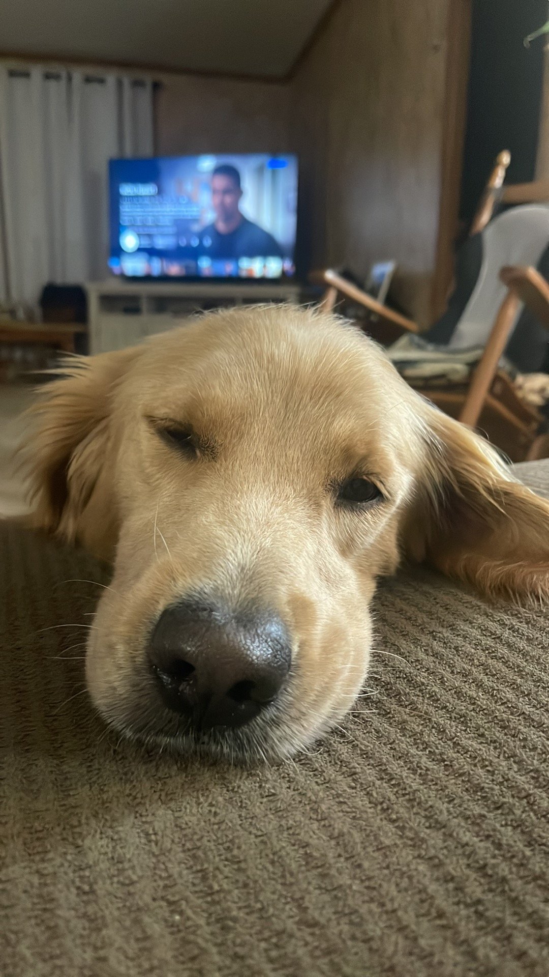 A close-up of a sleepy golden retriever lying on a couch with a TV in the background.