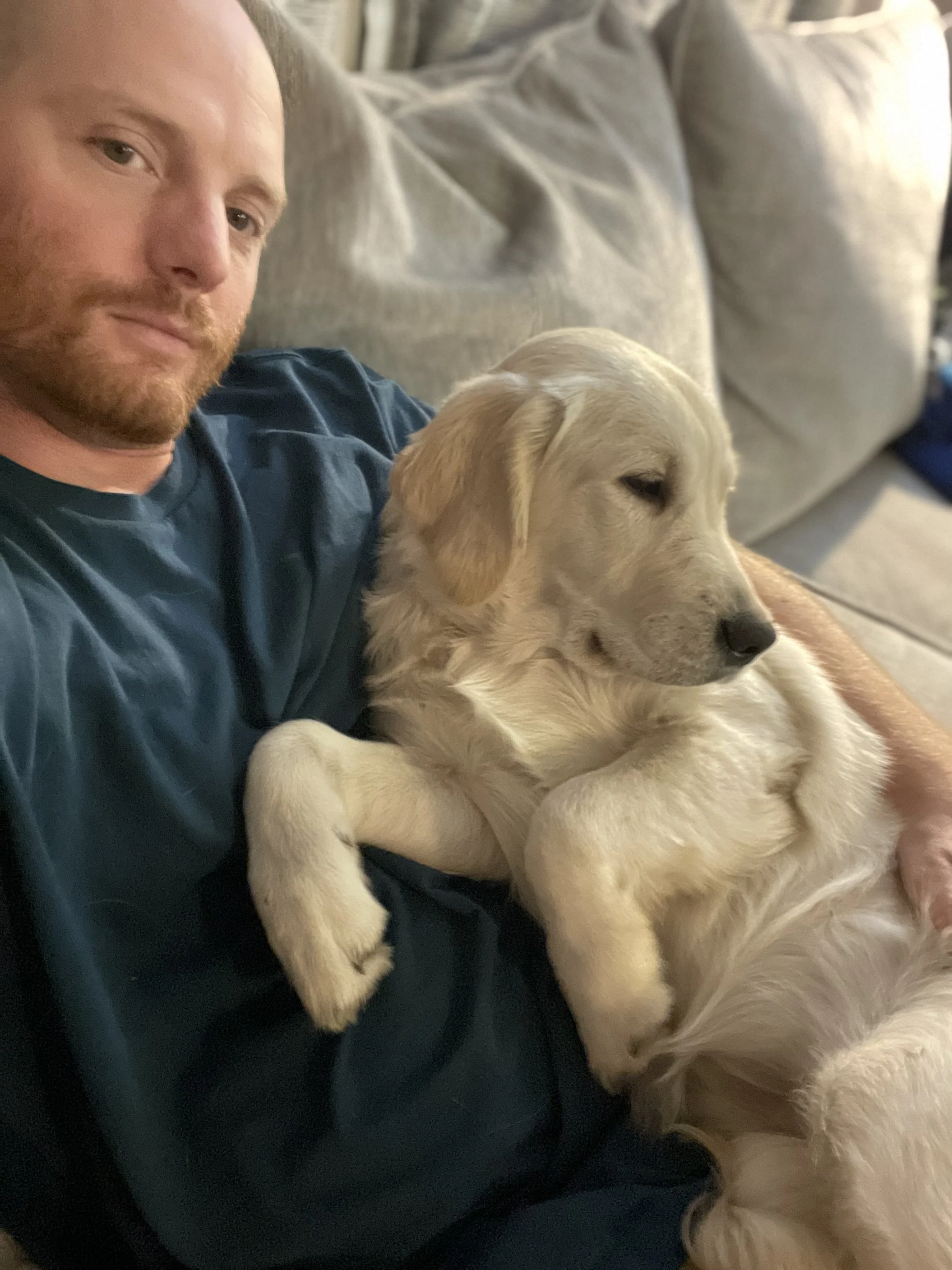 A man with a beard resting on a gray couch with a light-colored retriever puppy. The puppy is lying on its back, looking relaxed.
