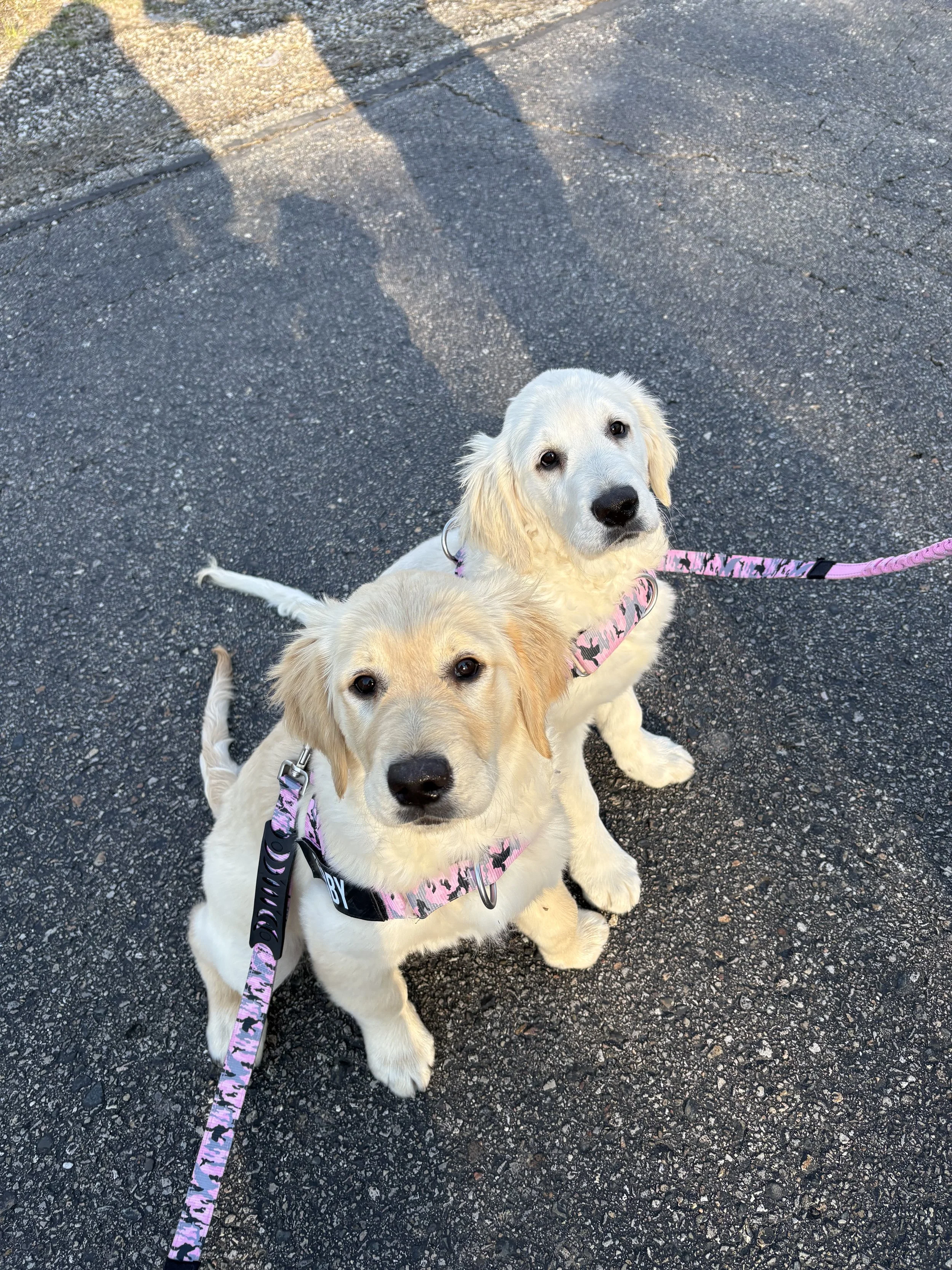 Two adorable golden retriever puppies sitting on a paved surface, looking up at the camera with attentive expressions, wearing matching pink and black harnesses and leashes.