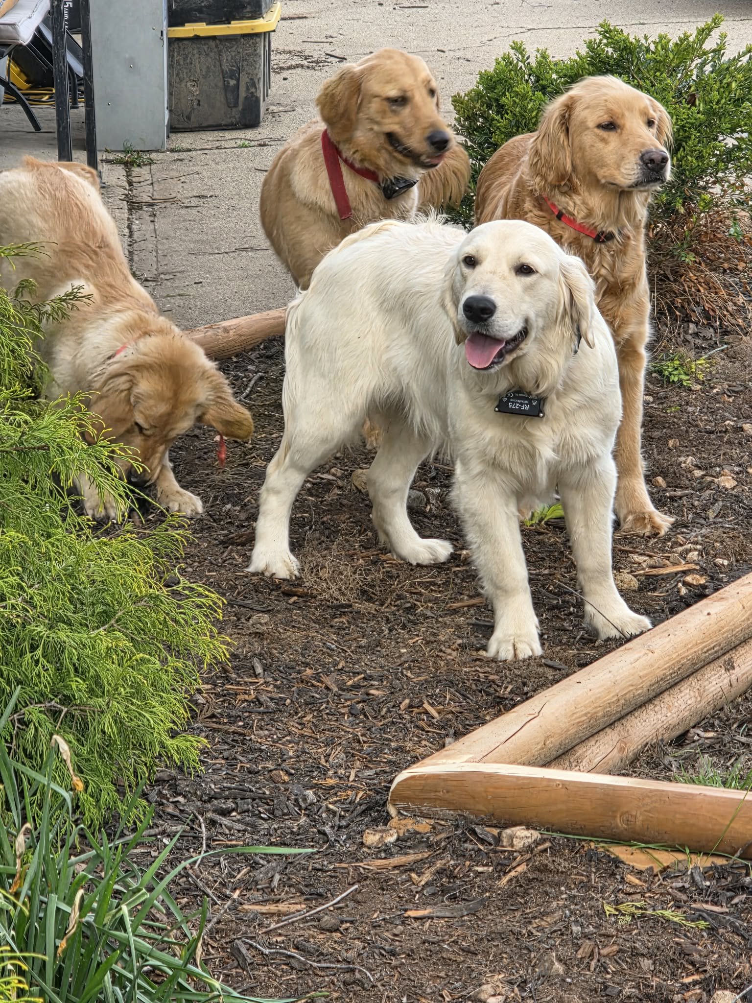 Five dogs, including a light-colored retriever and a darker retriever, in a garden area with dirt and plants.