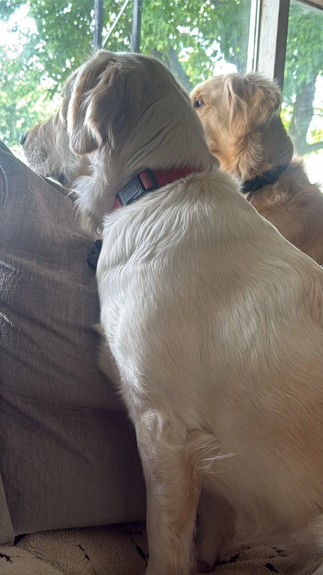 Two dogs, one with a light-colored coat and the other with a darker coat, sitting on a sofa near a window with trees outside.