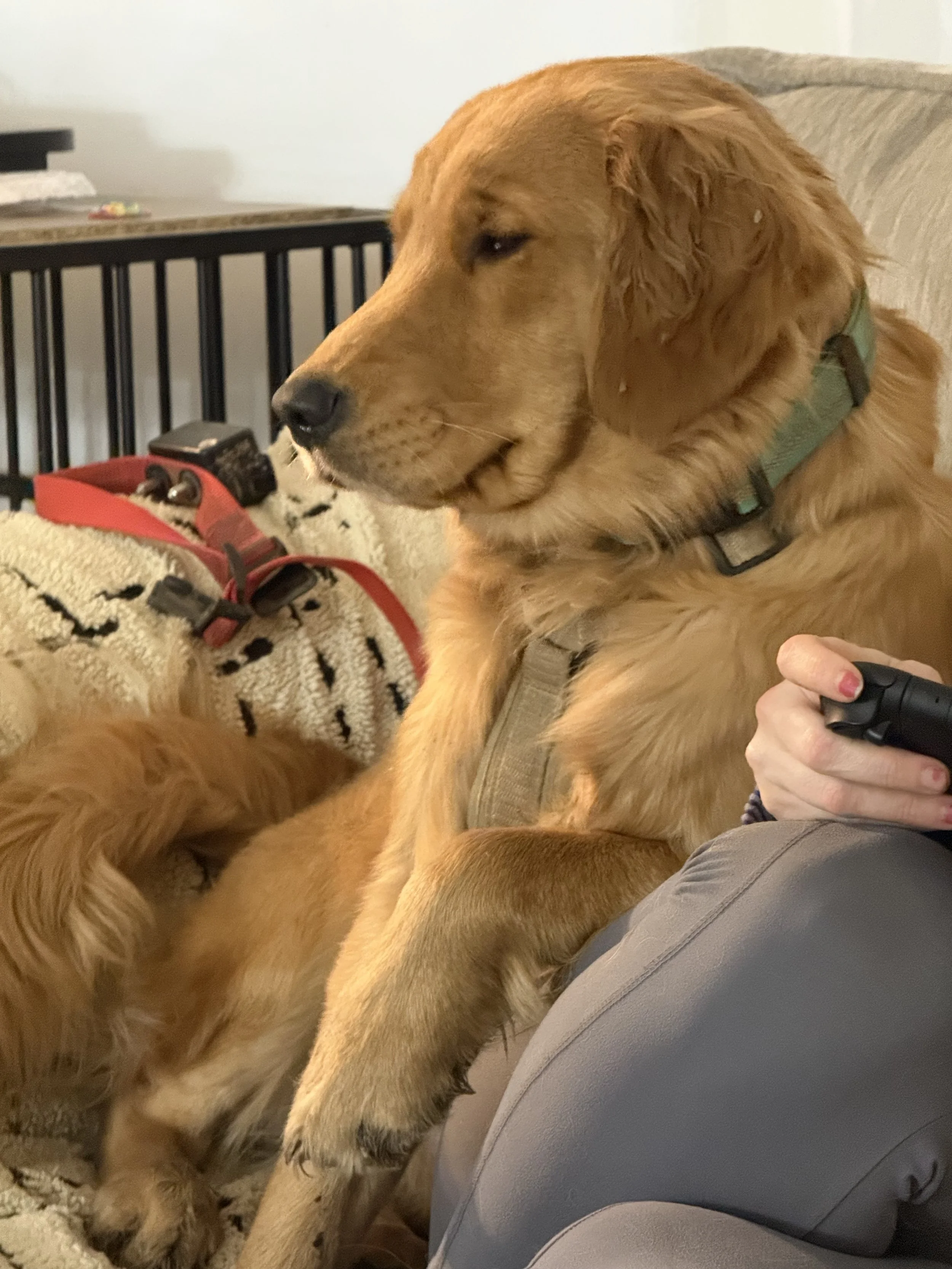 Golden retriever dog resting its head on a person's knee indoors.