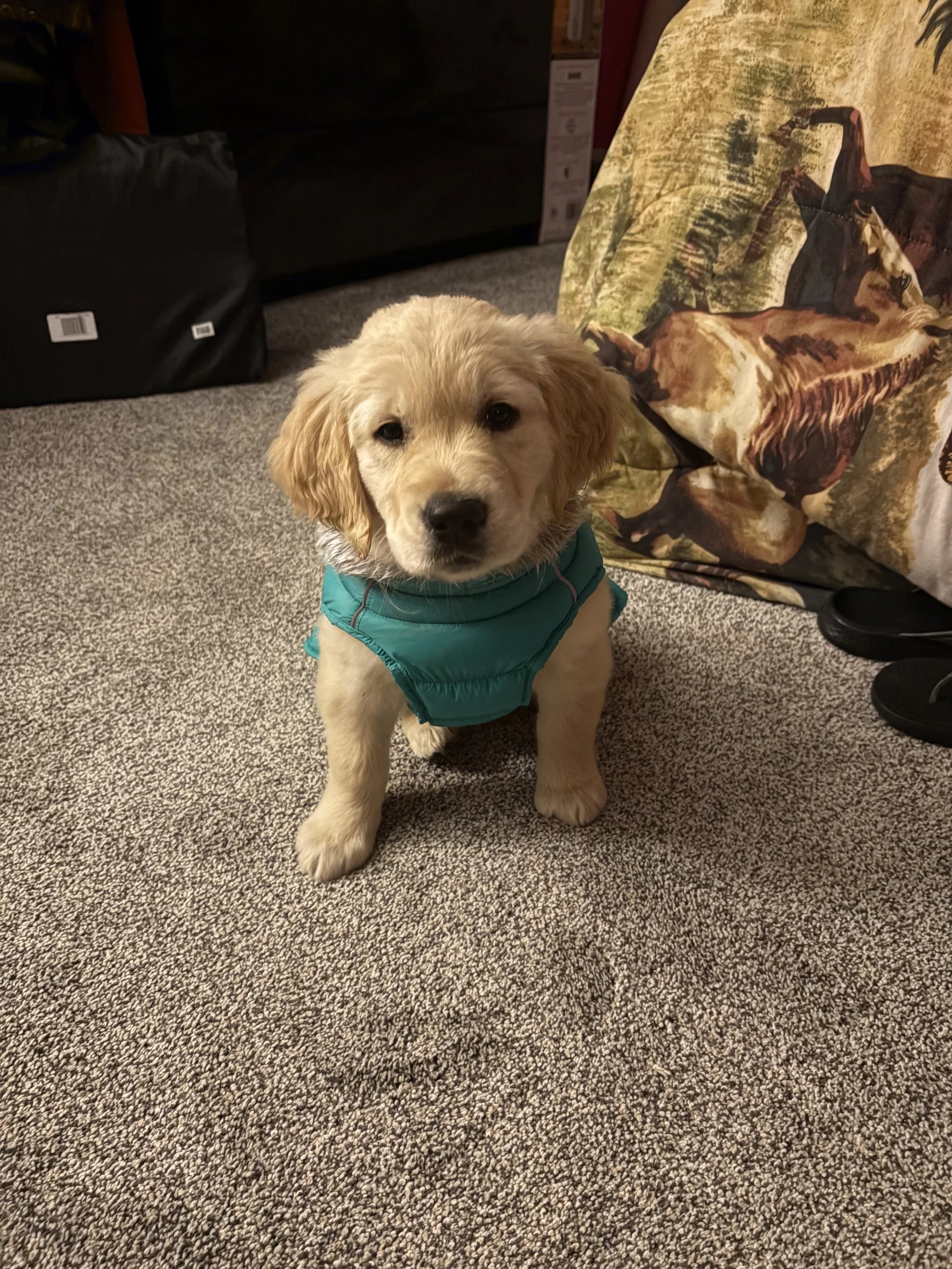 A adorable yellow puppy with floppy ears and a short coat, wearing a teal vest, sitting on a gray carpeted floor indoors.